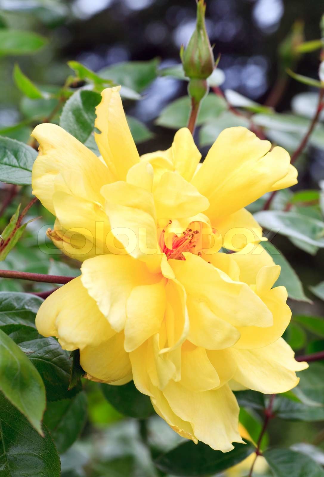 Schöner Frühling Strauch mit gelben Blüten ( Makro) Stock Bild