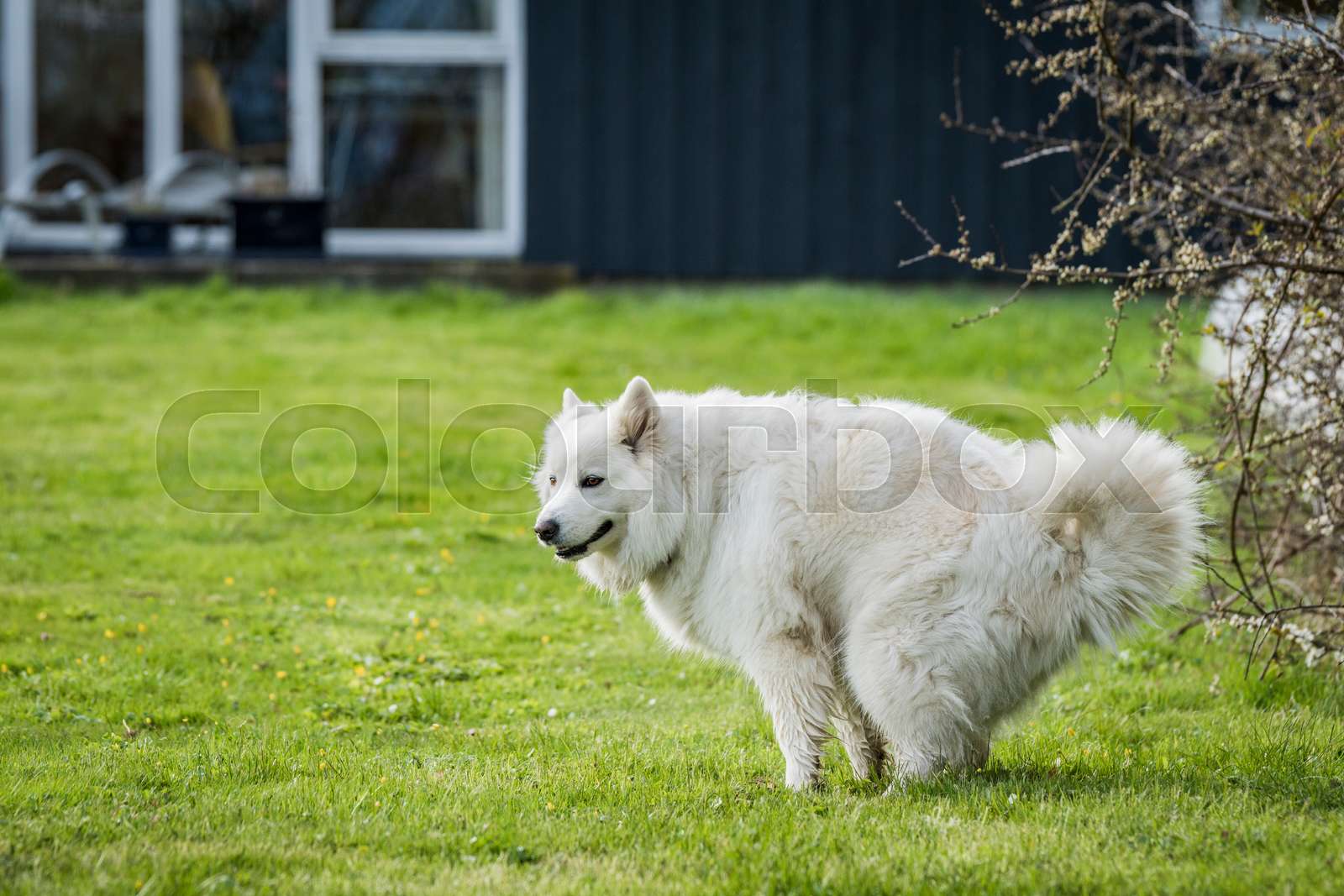 Samoyed dog taking a dump Stock image Colourbox