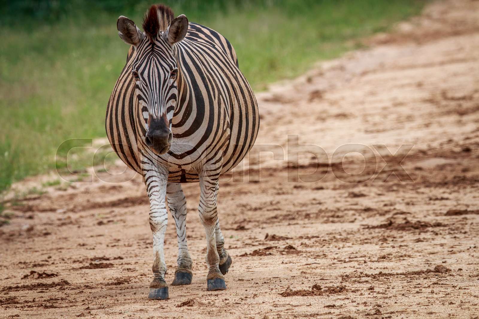 Pregnant Zebra starring at the camera. Stock image Colourbox