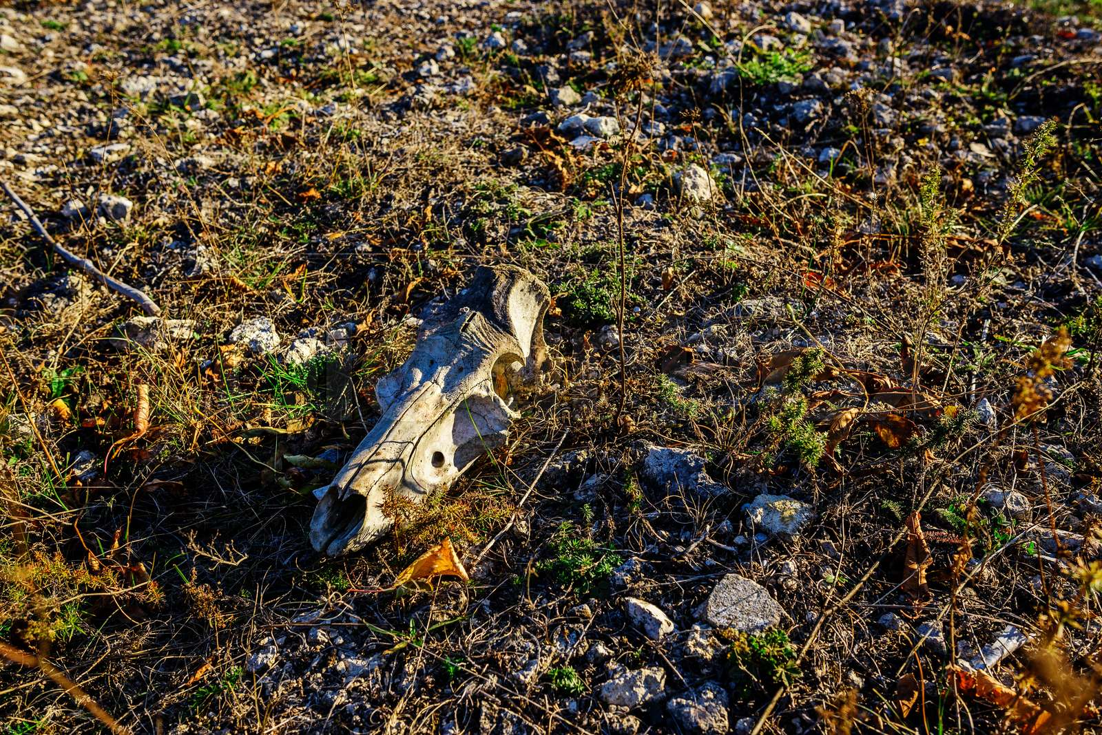 cow-skull-hanging-on-wooden-face-in-farm-stock-image-colourbox
