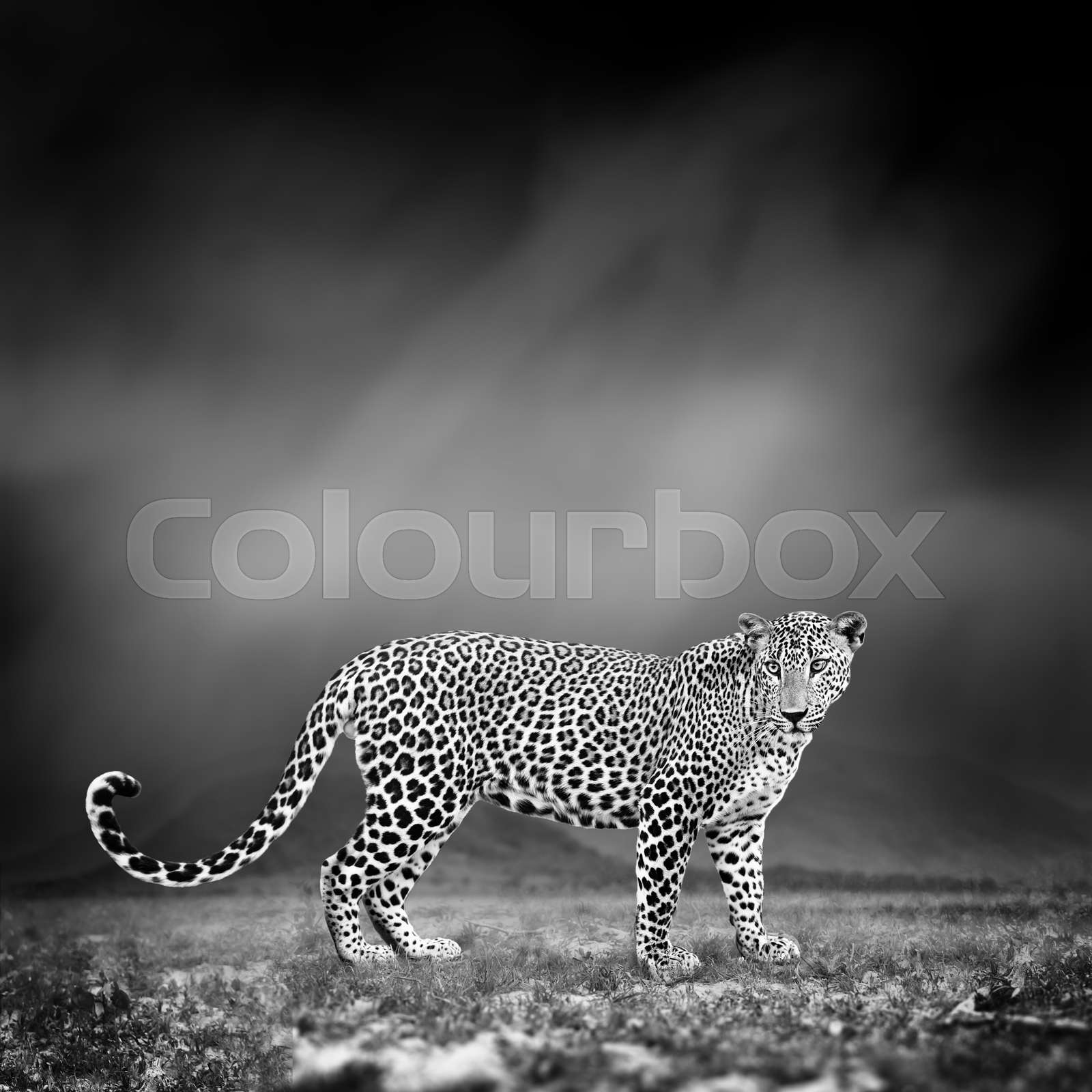 Black and white image of a leopard | Stock image | Colourbox