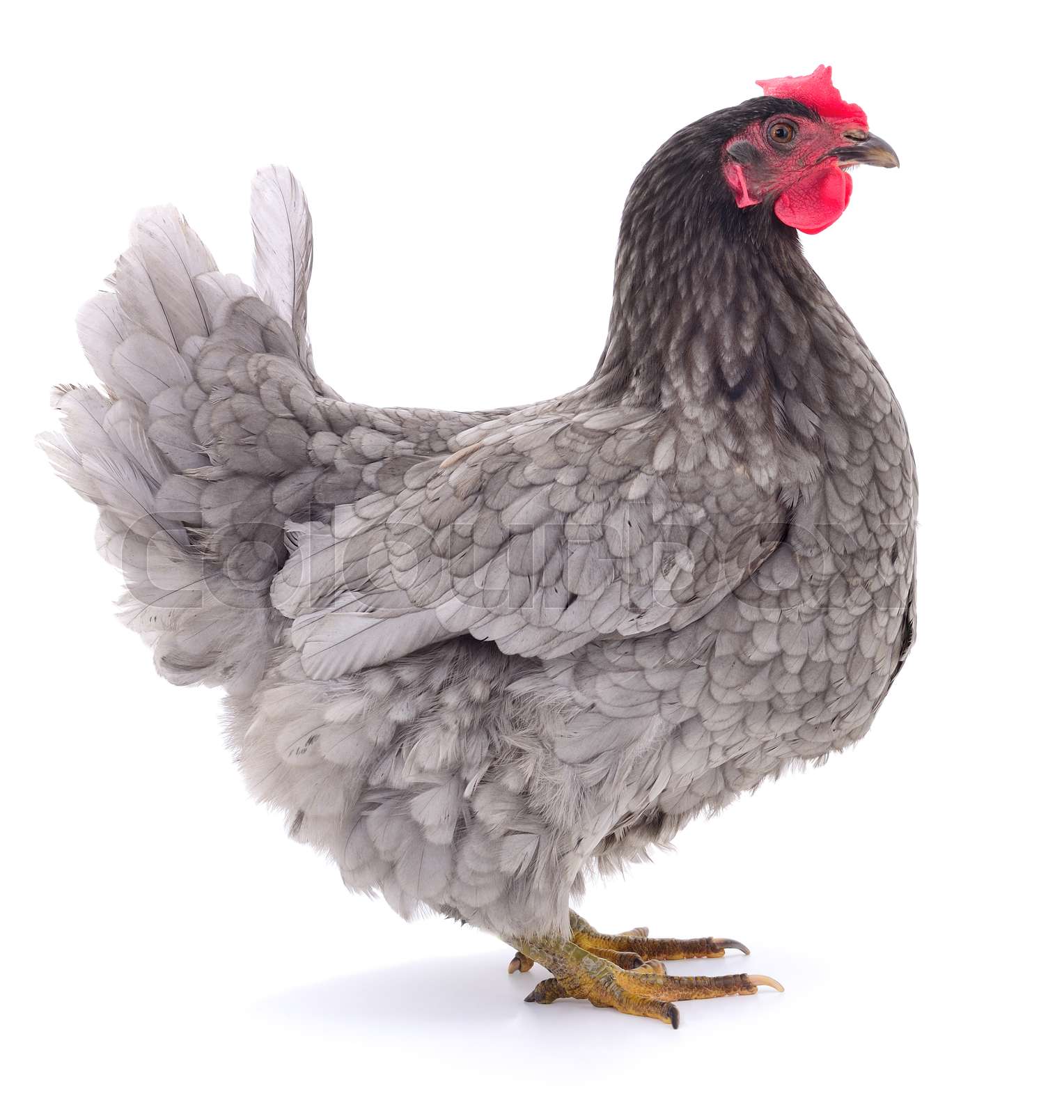 Grey hen isolated. Stock image Colourbox