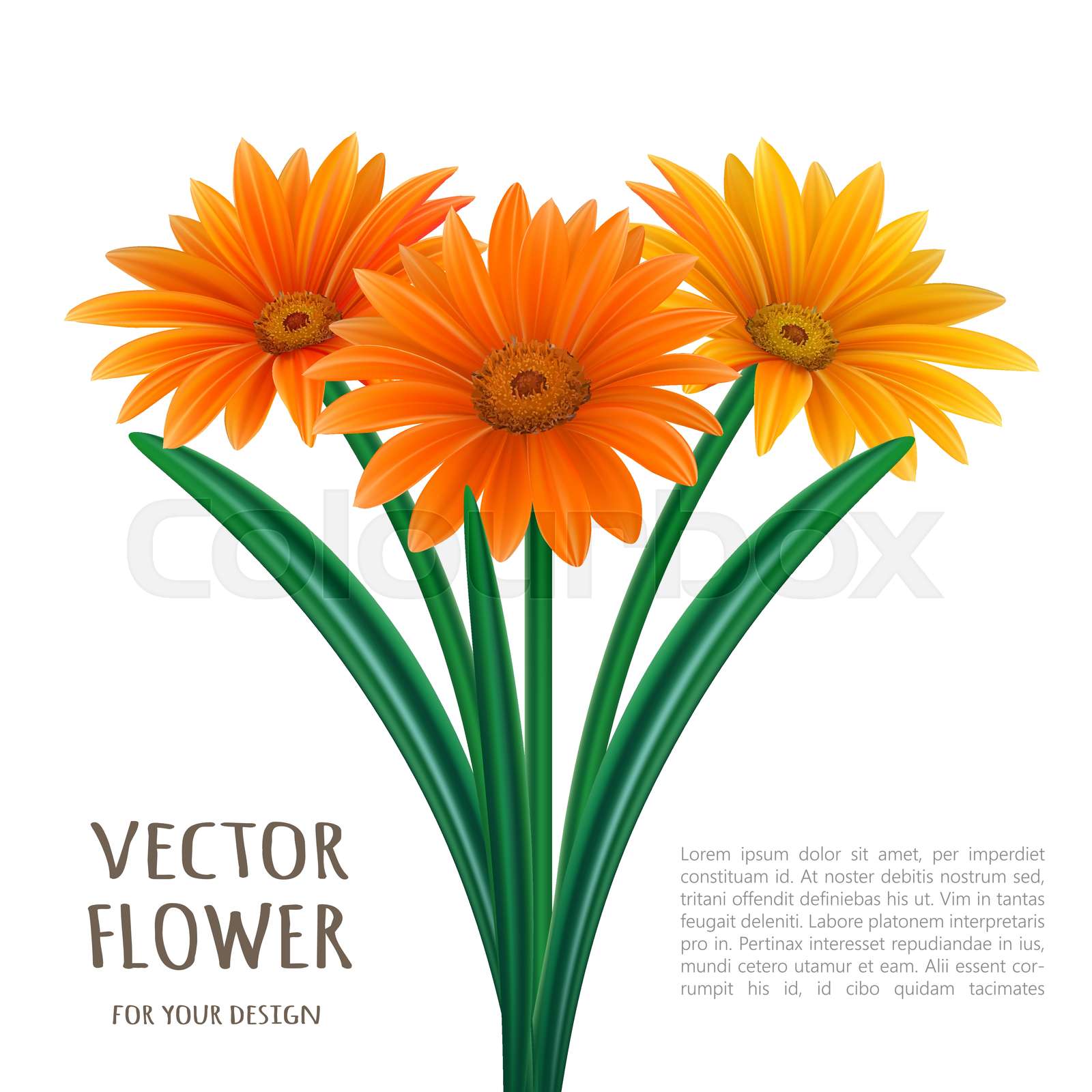 Hand drawn vector realistic illustration of Gerbera Daisy flower