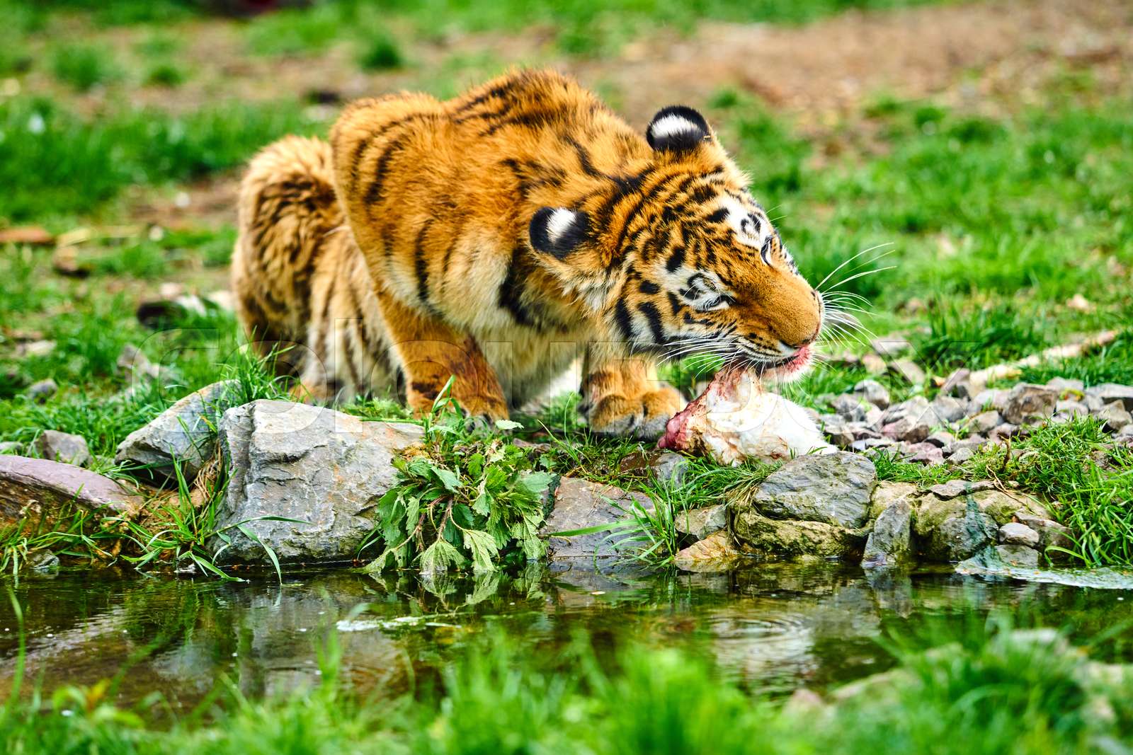 little tiger cub eats meat. Tiger Eating | Stock image | Colourbox