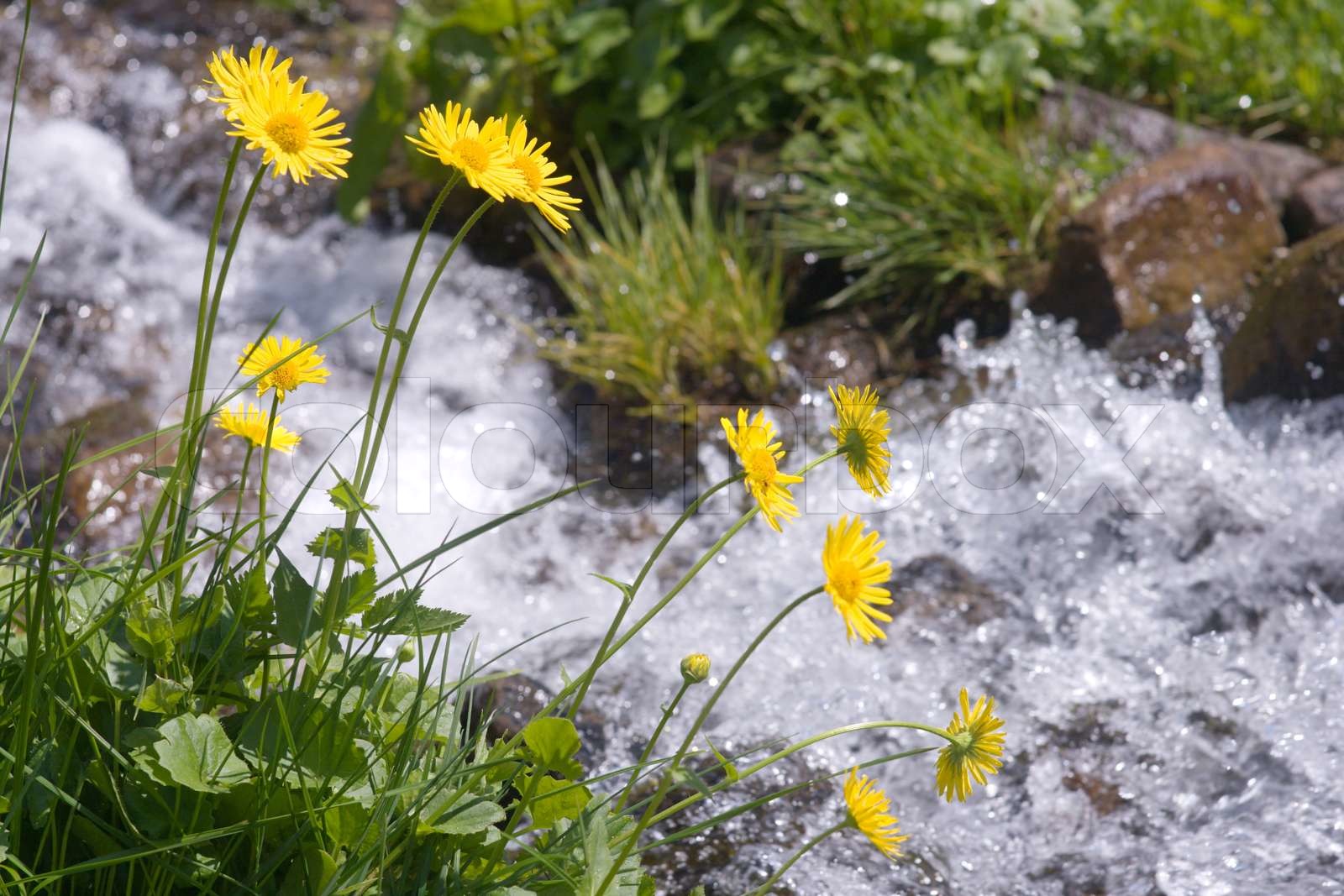 Gelbe Blumen in der Nähe schönen Bergbach Stock Bild Colourbox