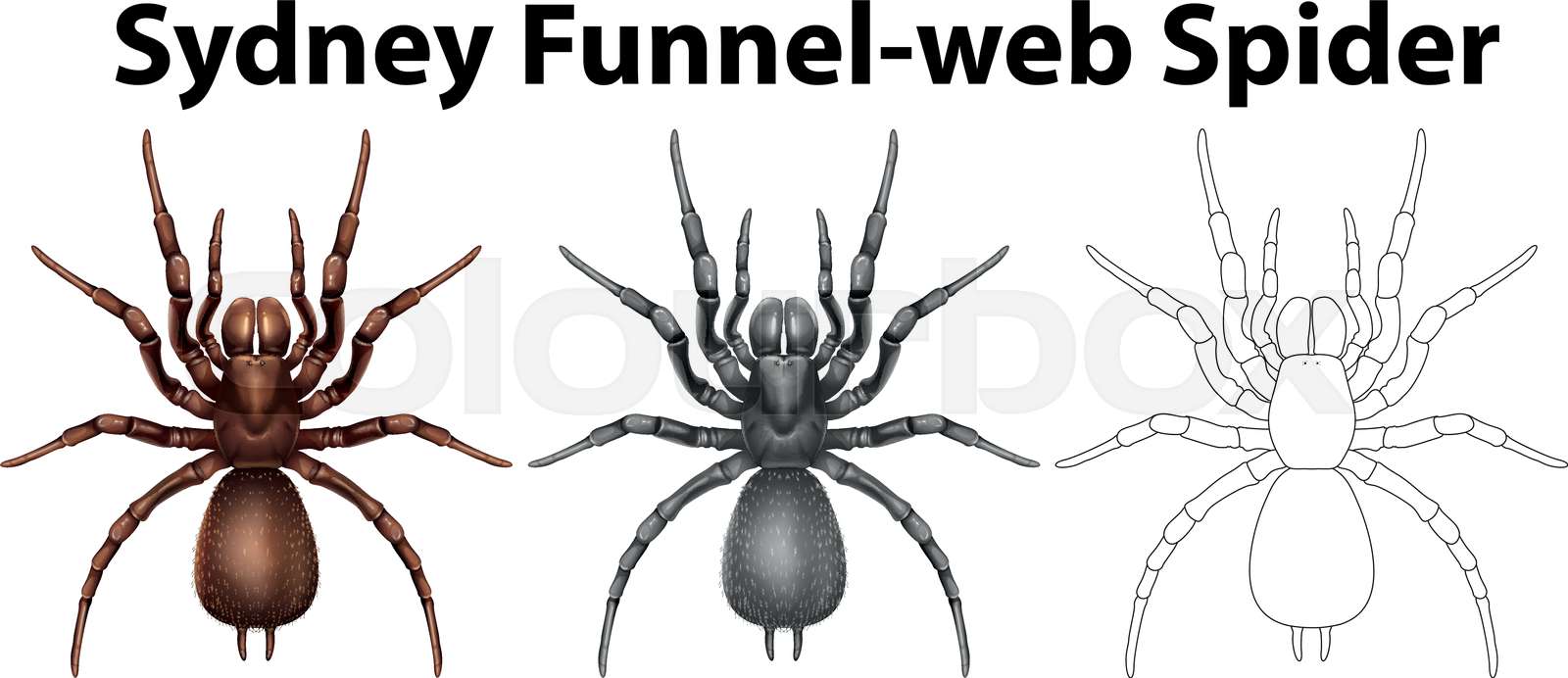 Doodle Character For Sydney Funnel Web Spider Stock Vector Colourbox