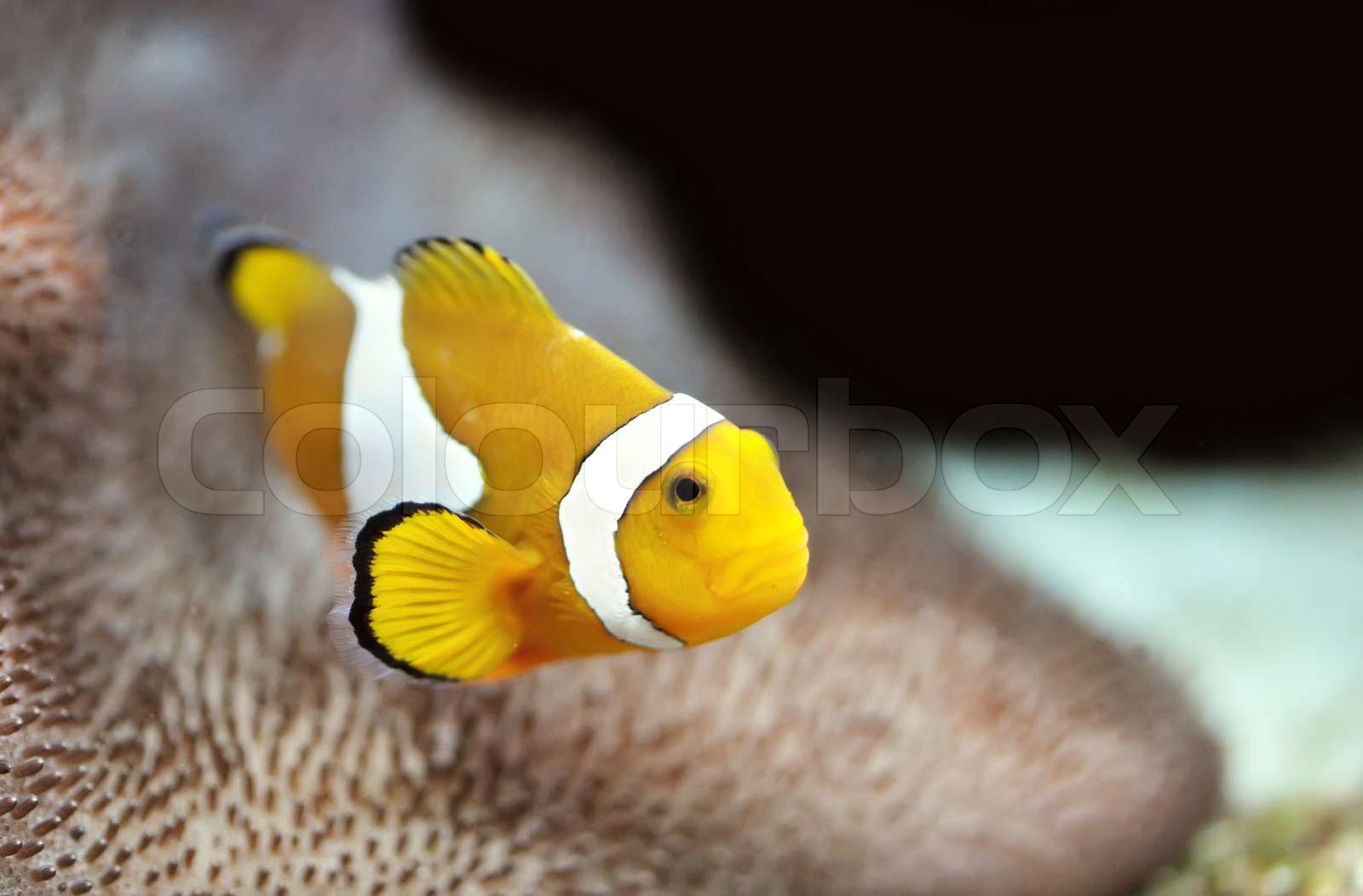 The Marine Fisk ocellaris klovnfisk Stock foto Colourbox