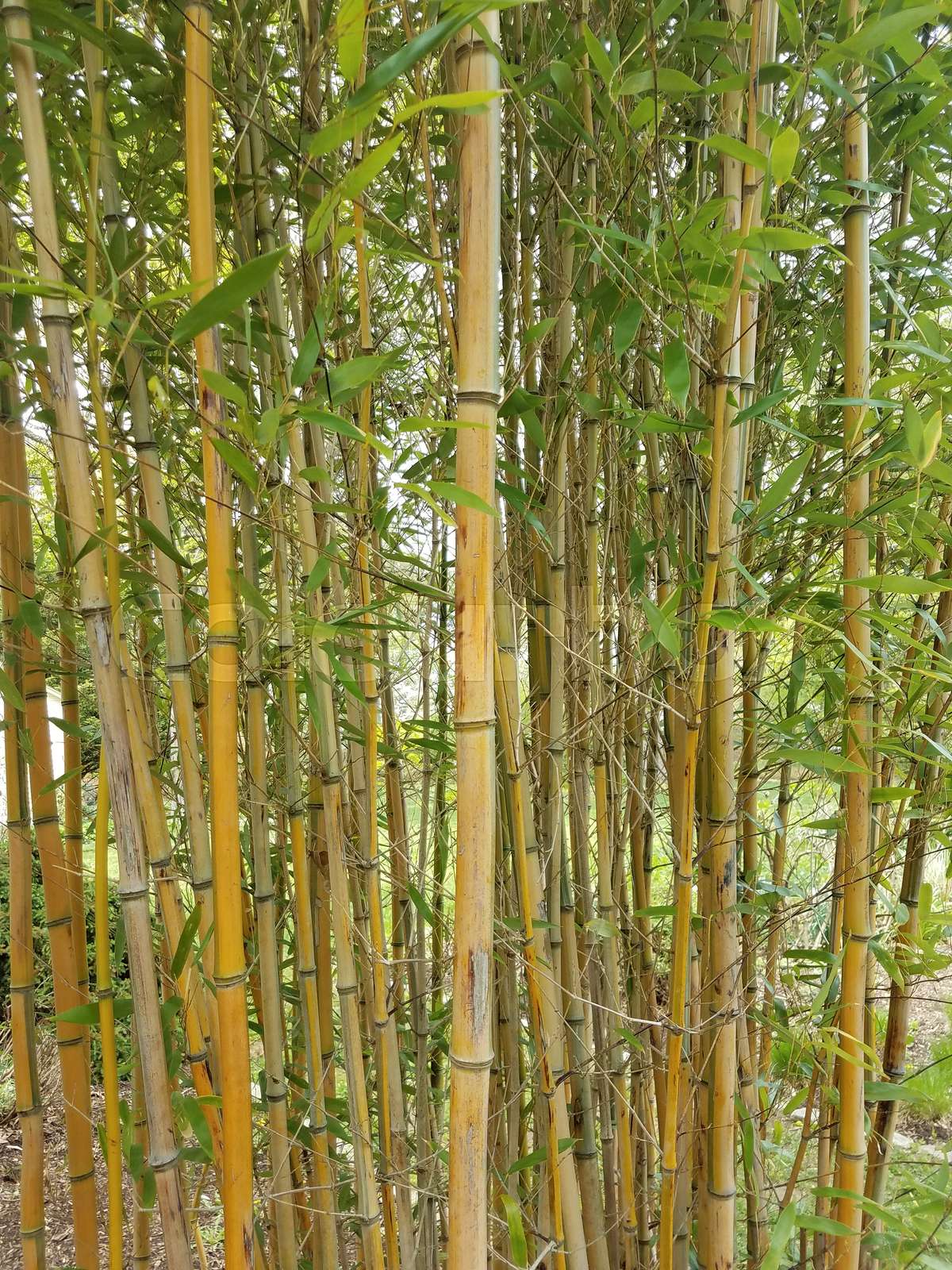 Bamboo tree Stock image Colourbox