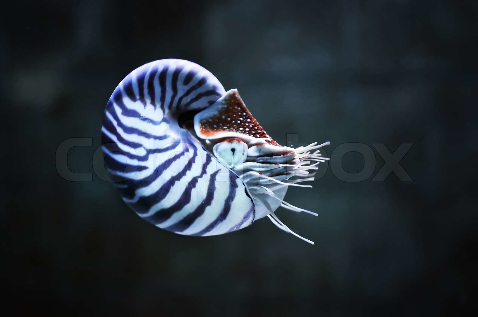 Nautilus pompillius - die Nautilus | Stock Bild | Colourbox