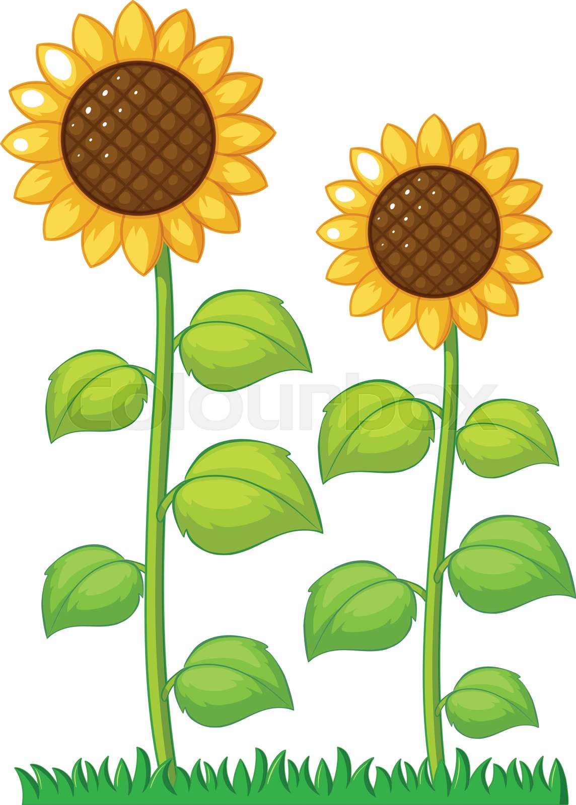 Two Sunflowers In The Garden Stock Vector Colourbox Two Sunflowers In The Garden Stock Vector Colourbox