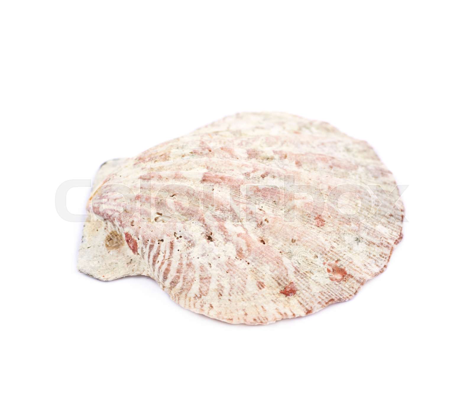 Sea shell isolated | Stock image | Colourbox