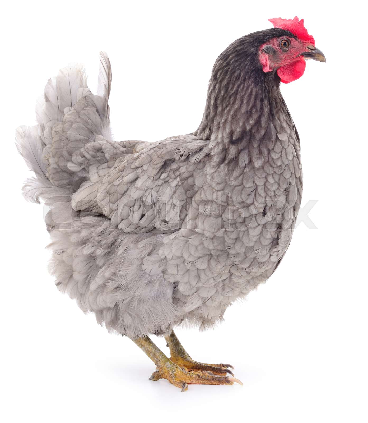 Grey hen isolated. Stock image Colourbox