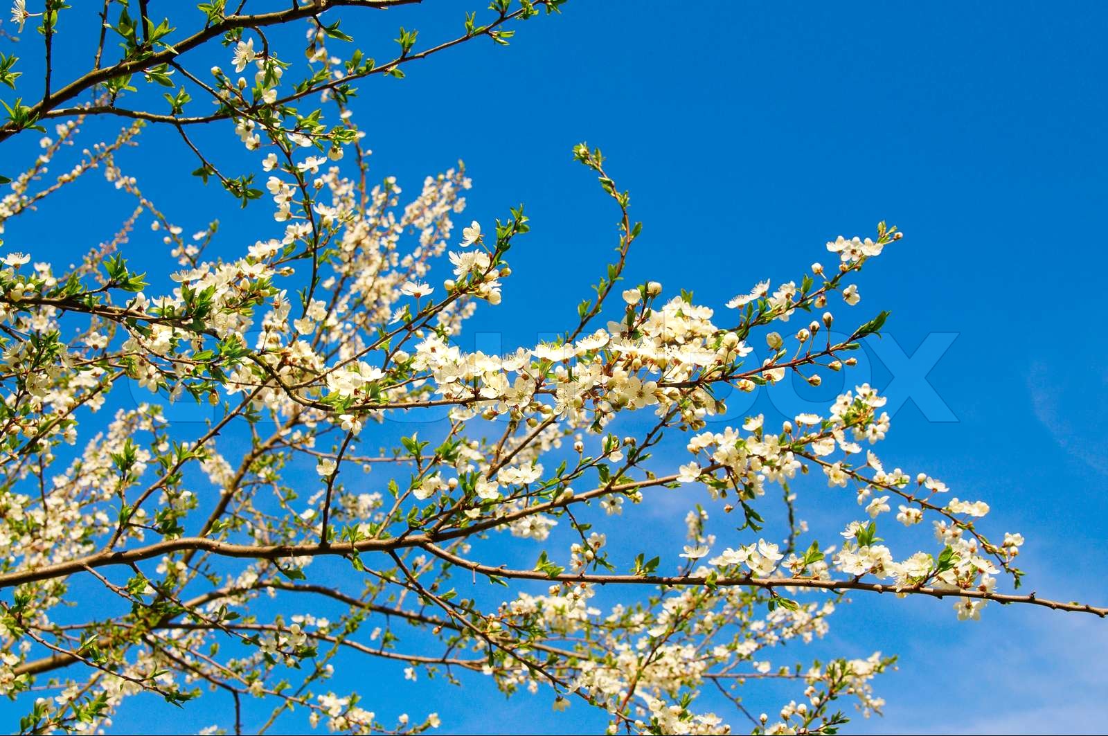 Frühling blühenden Baum der Pflaume | Stock Bild | Colourbox