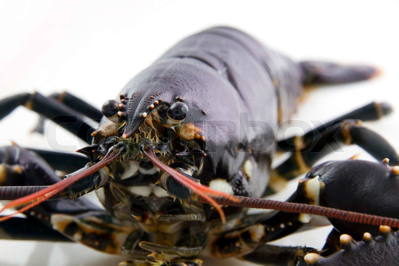 Lobster Stock image Colourbox
