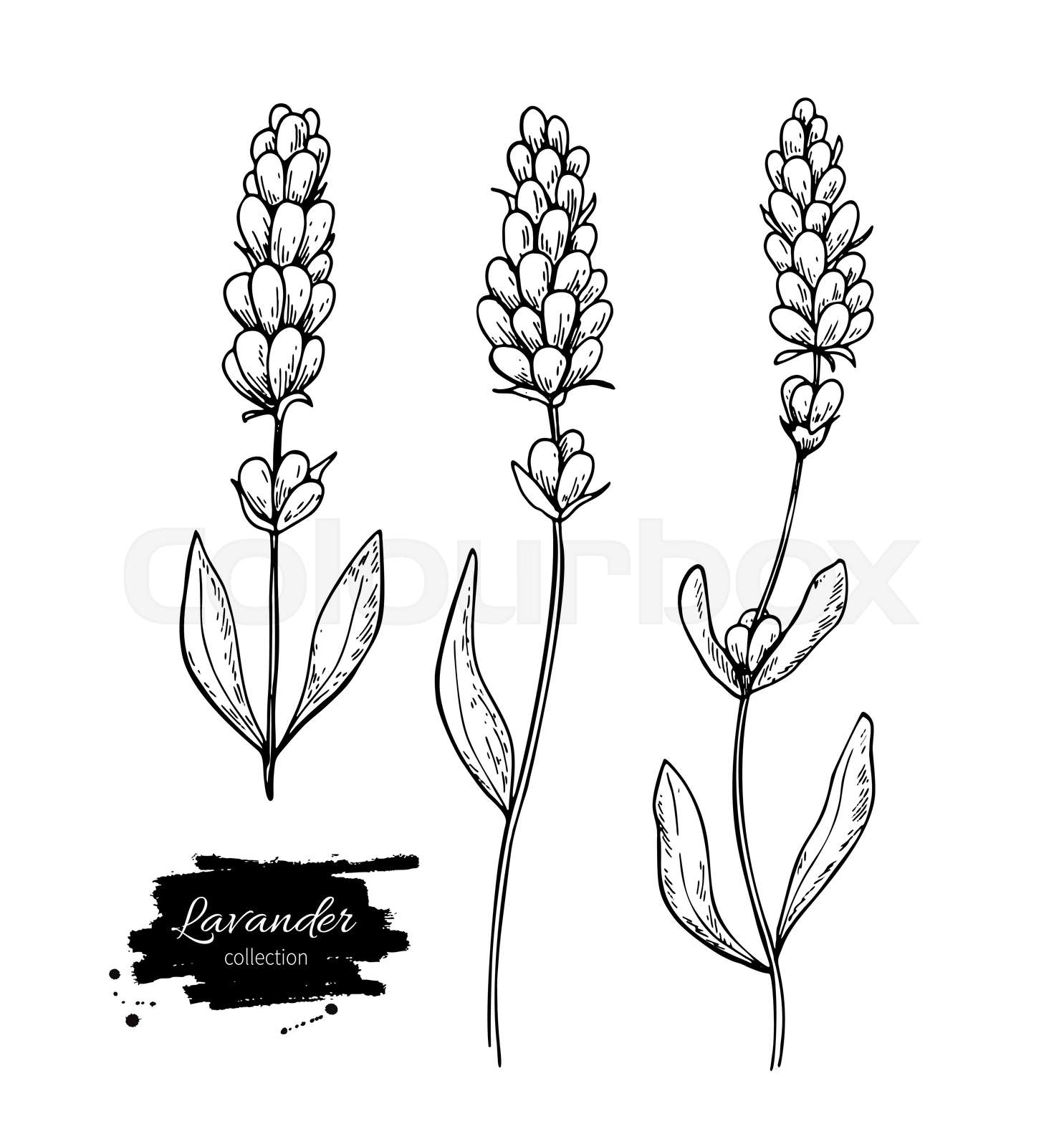 The Easy Way To Draw A Lavender Flower - YouTube