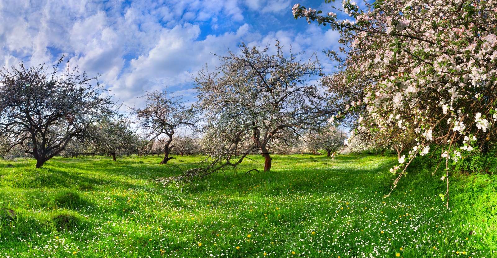 Blüte Apfelbäume Garten im Frühling Stock Bild Colourbox
