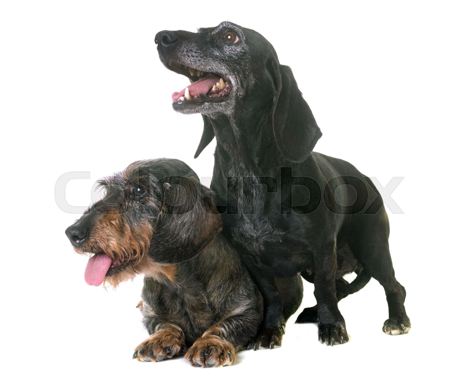 Two Dachshunds In Studio Stock Image Colourbox