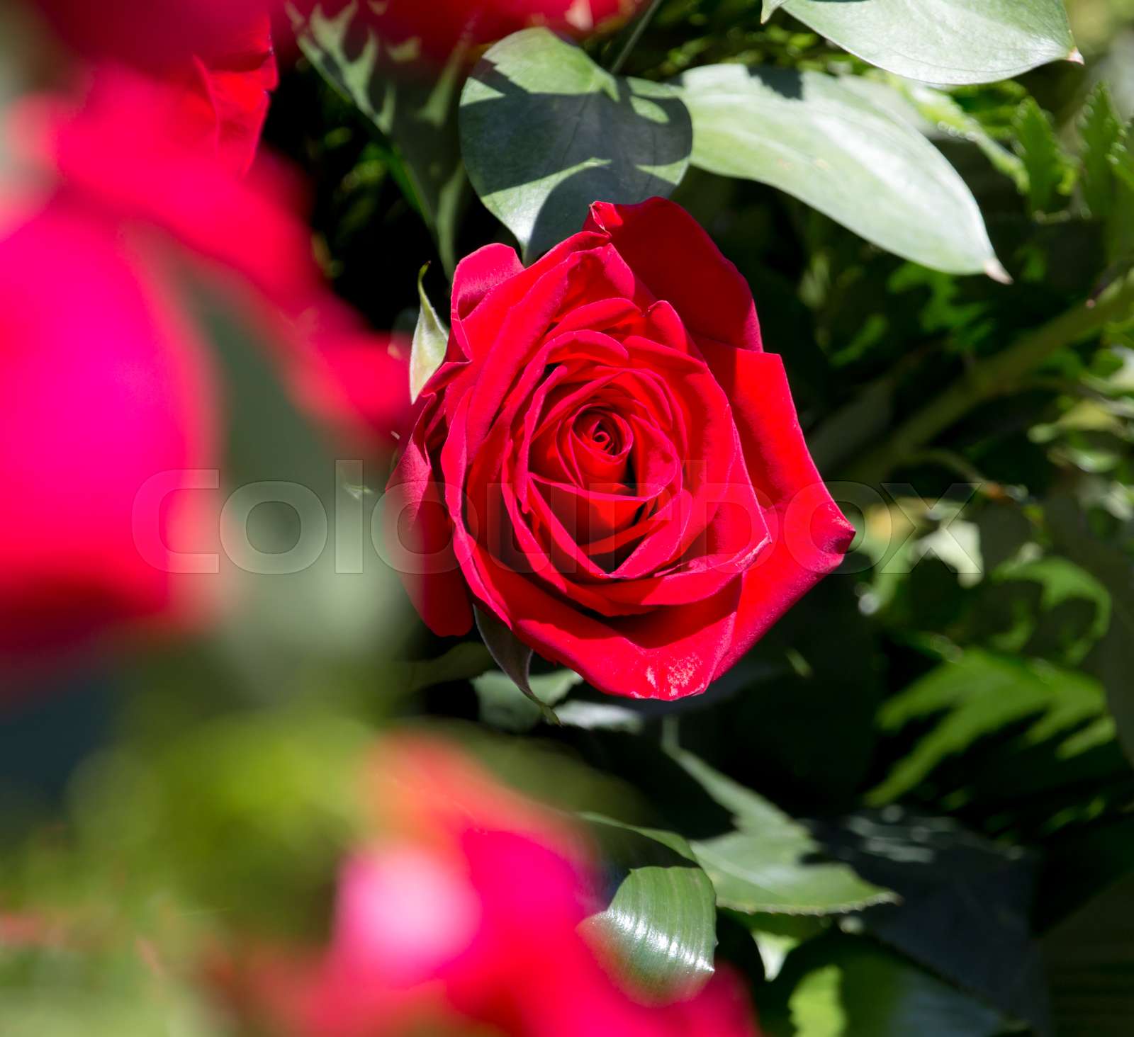 Red Roses Pictures Free Download