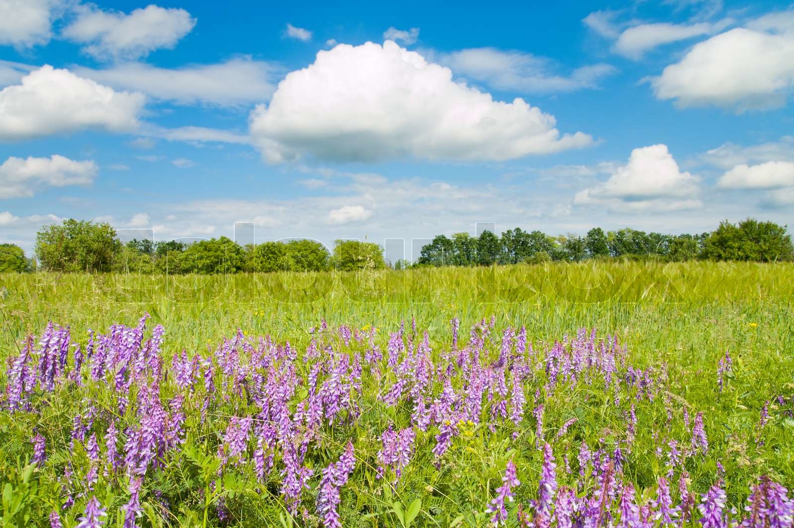 grünen Wiese mit Blumen und blauer Himmel | Stock Bild | Colourbox