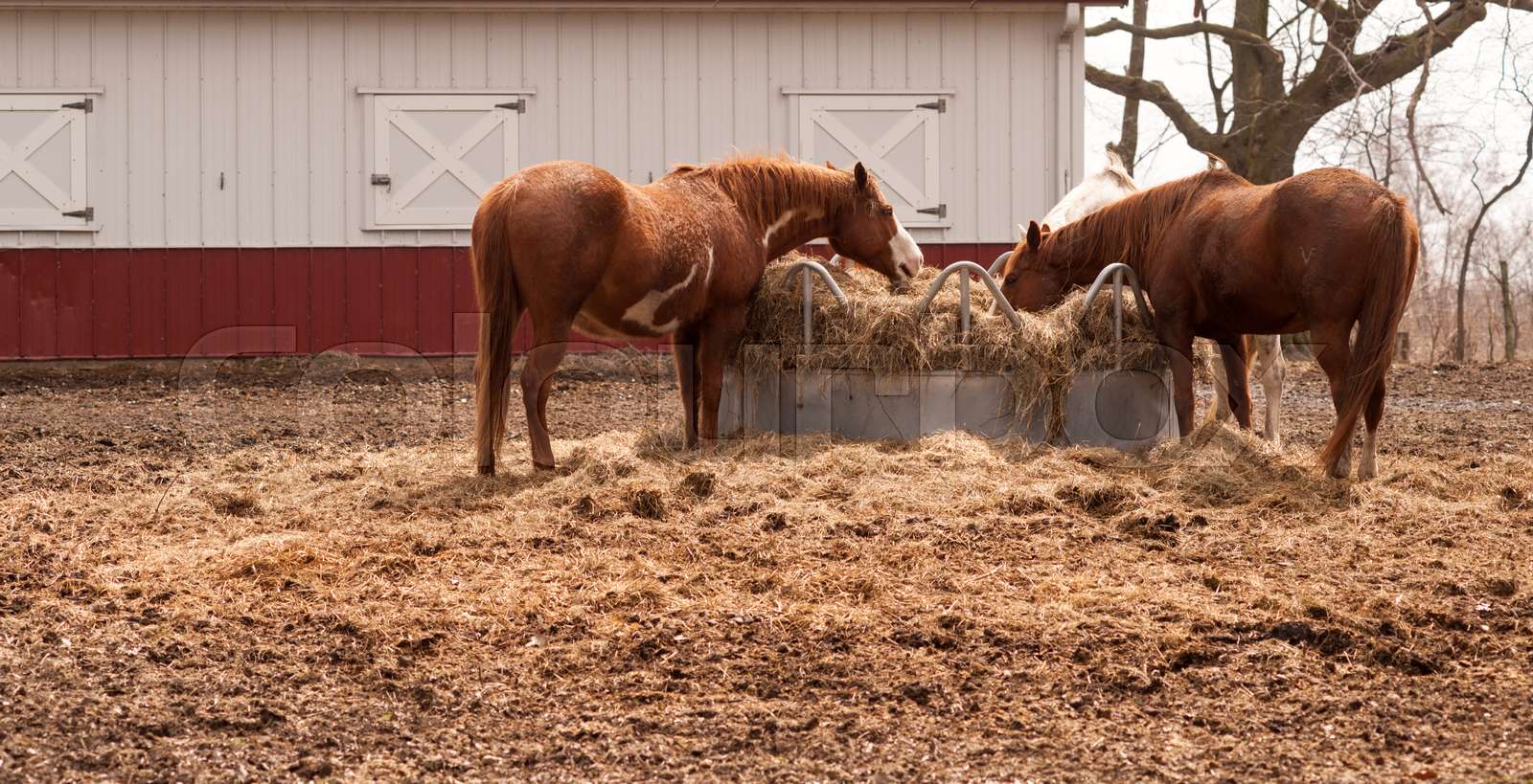 Ranch Paddock Feed Circle Livestock Horses Feeding Stray Hay | Stock ...