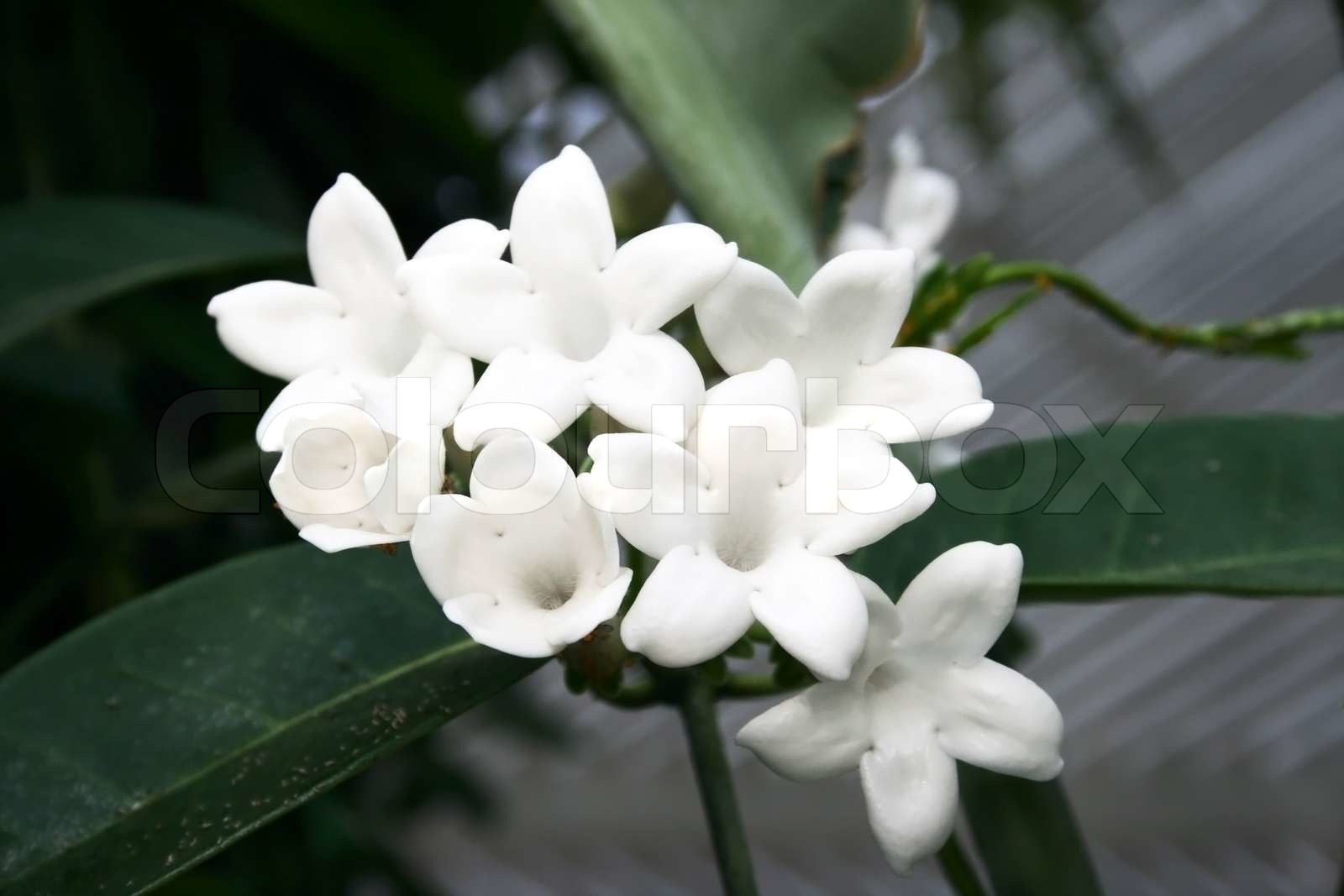White tropical flowers in the garden | Stock image | Colourbox