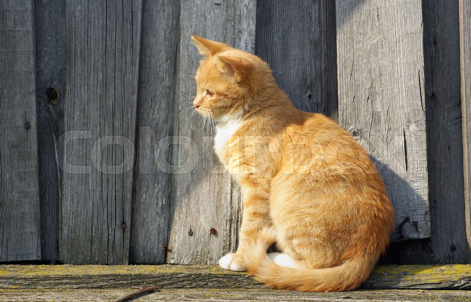Ginger cat sitting Stock image Colourbox
