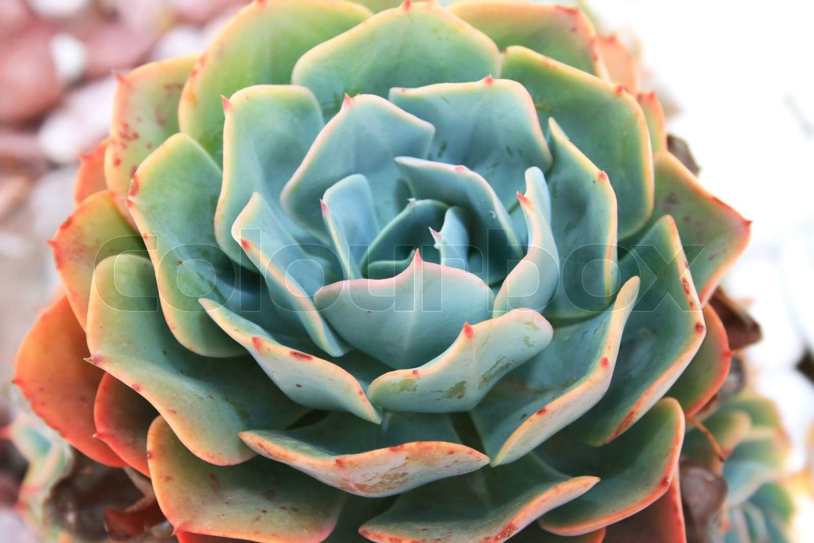 Tropische Pflanze mit großen Blättern Stock Bild Colourbox