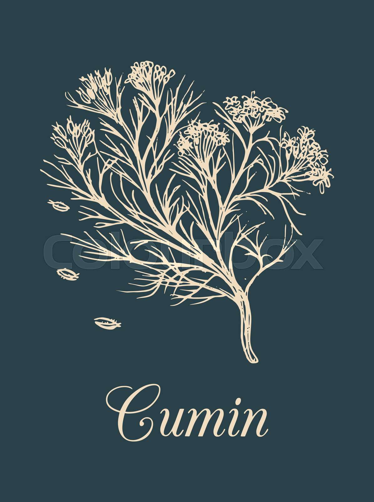 Vector cumin with seeds illustration. Culinary aromatic spice sketch