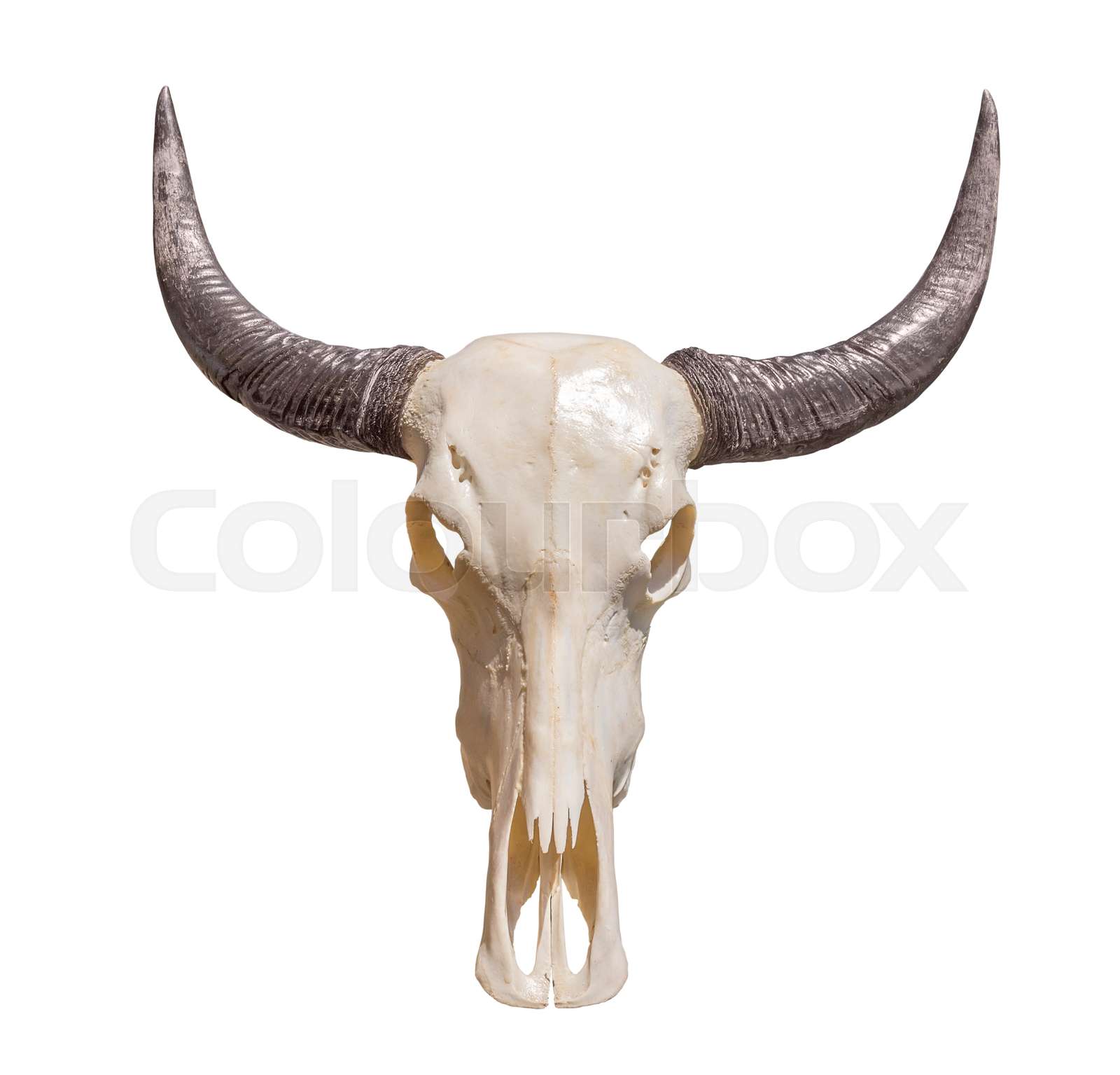 horned animal skull | Stock image | Colourbox