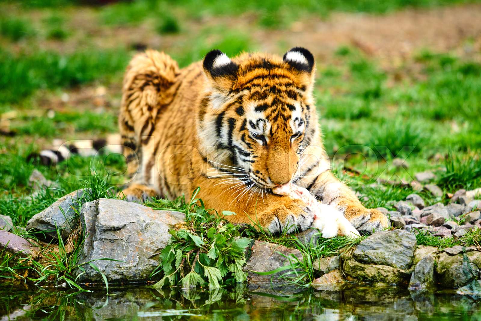 little tiger cub eats meat. Tiger Eating | Stock image | Colourbox