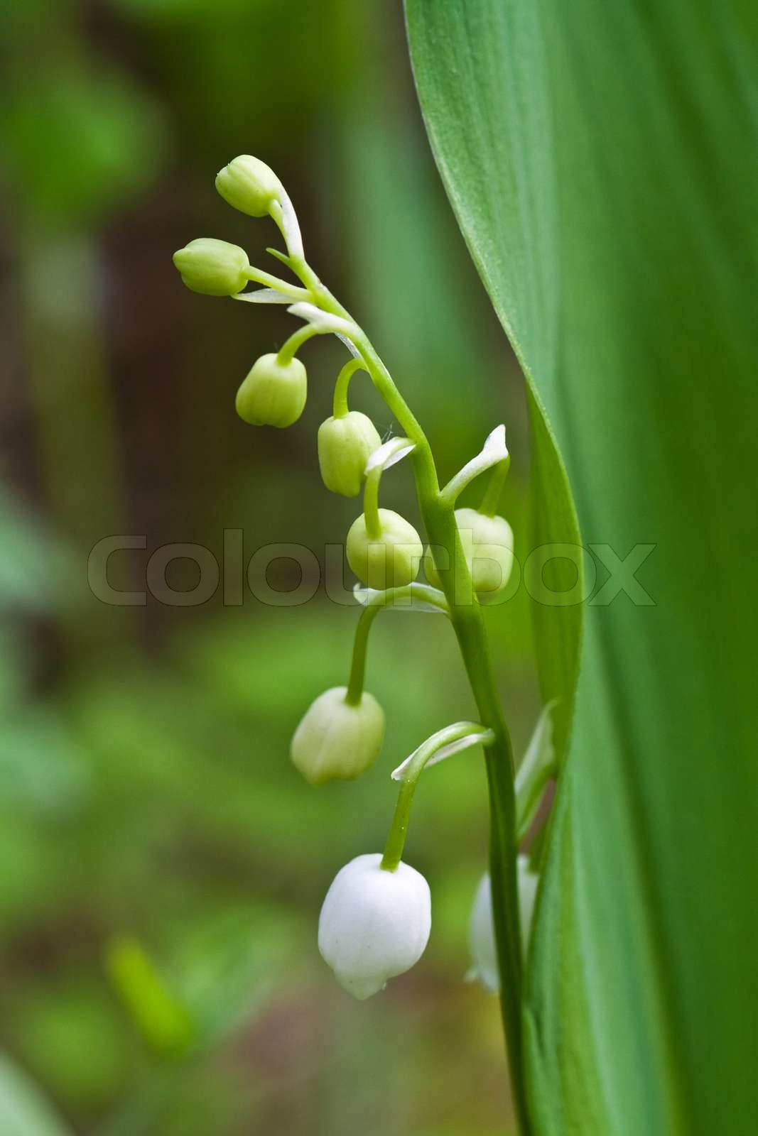 Closeup of lily of the valley