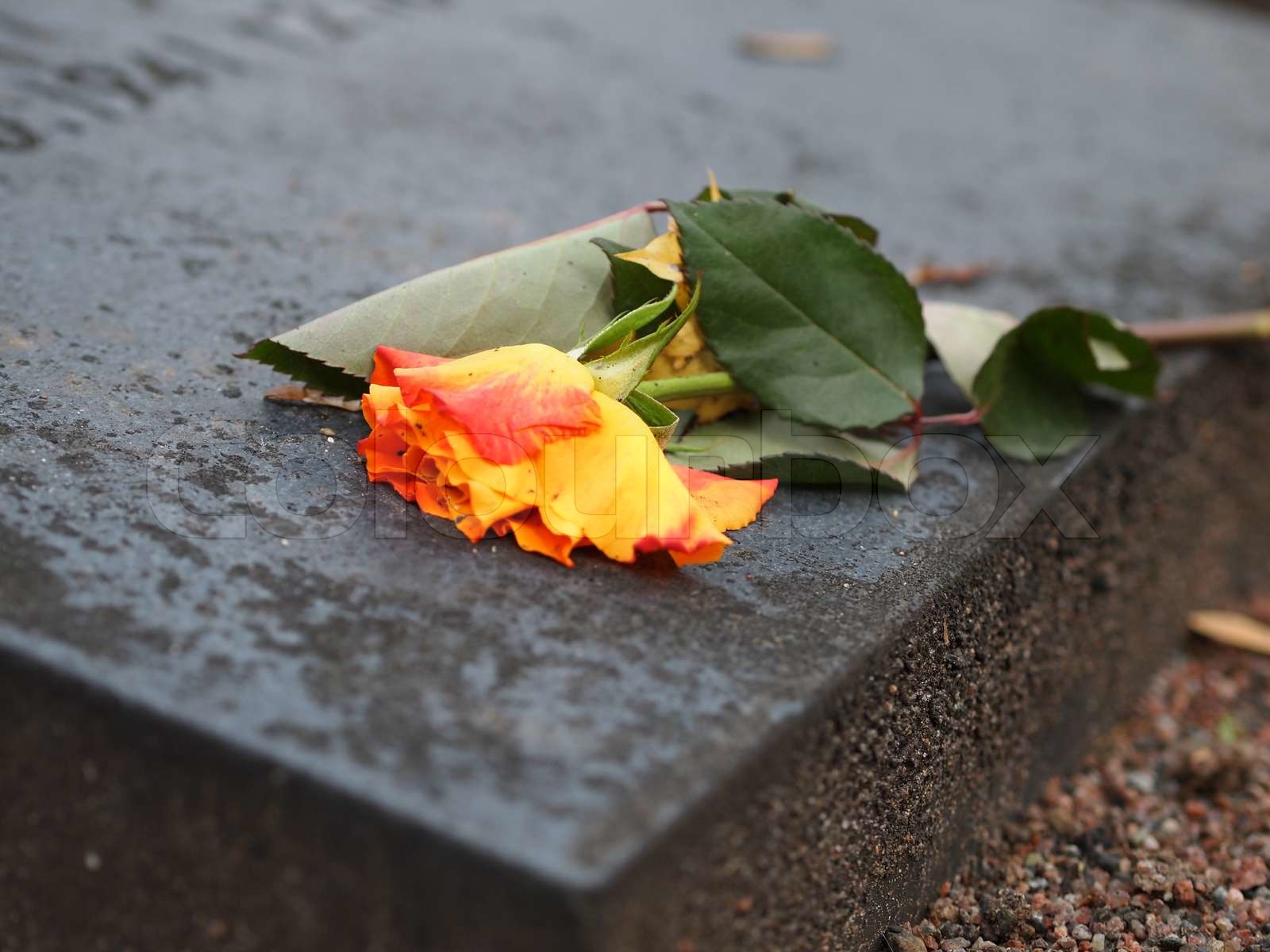 Rose on a Grave | Stock image | Colourbox