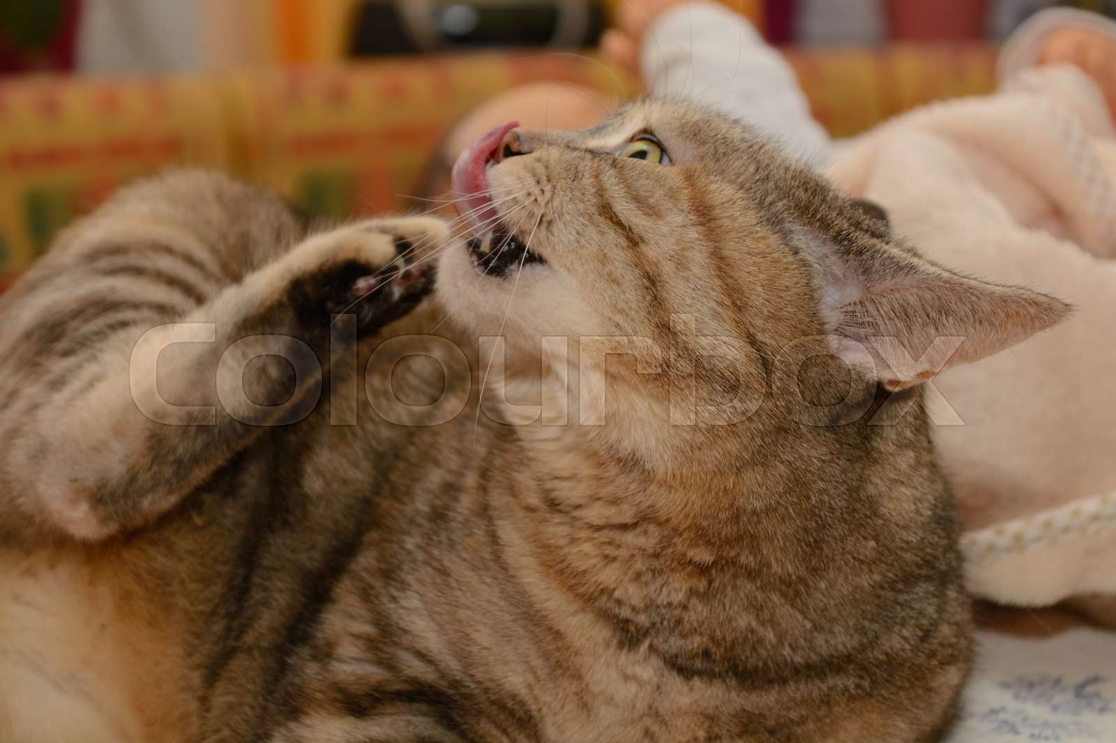 graue Katze putzt sich Stock Bild Colourbox