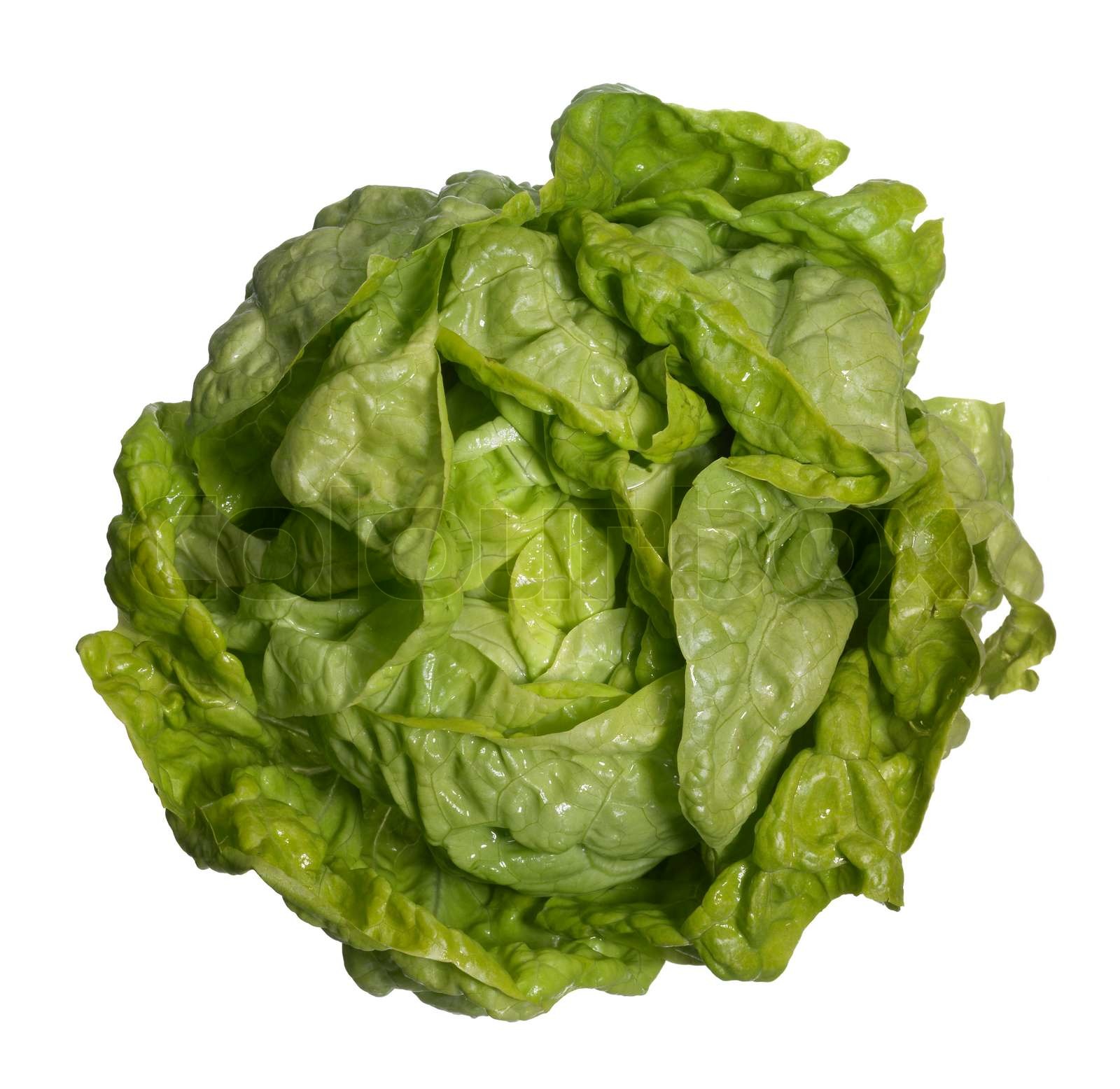 fresh head of lettuce Stock image Colourbox