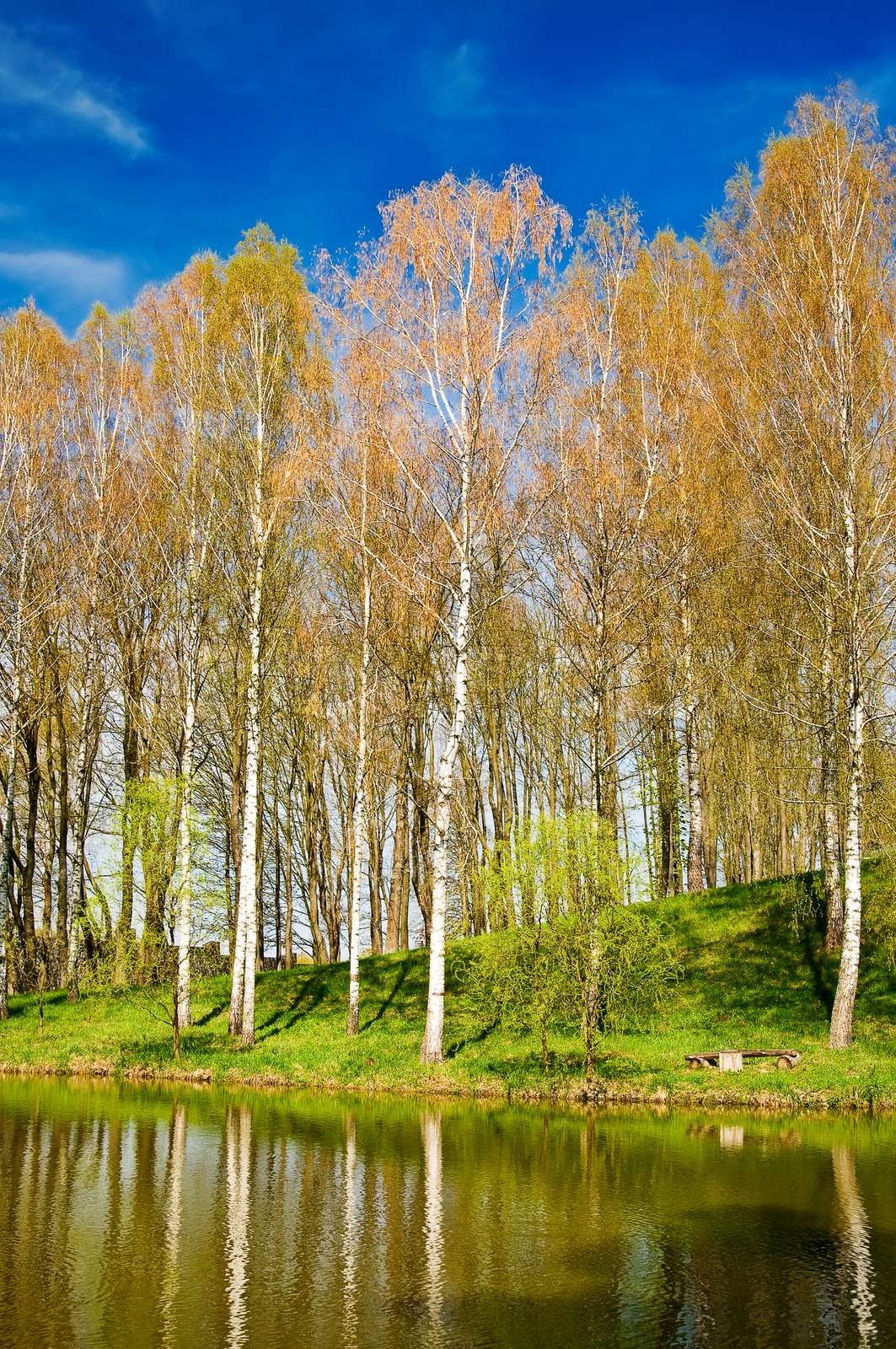 Birkenhain, Teich und schöne Birken Reflexion Frühling werden Stock