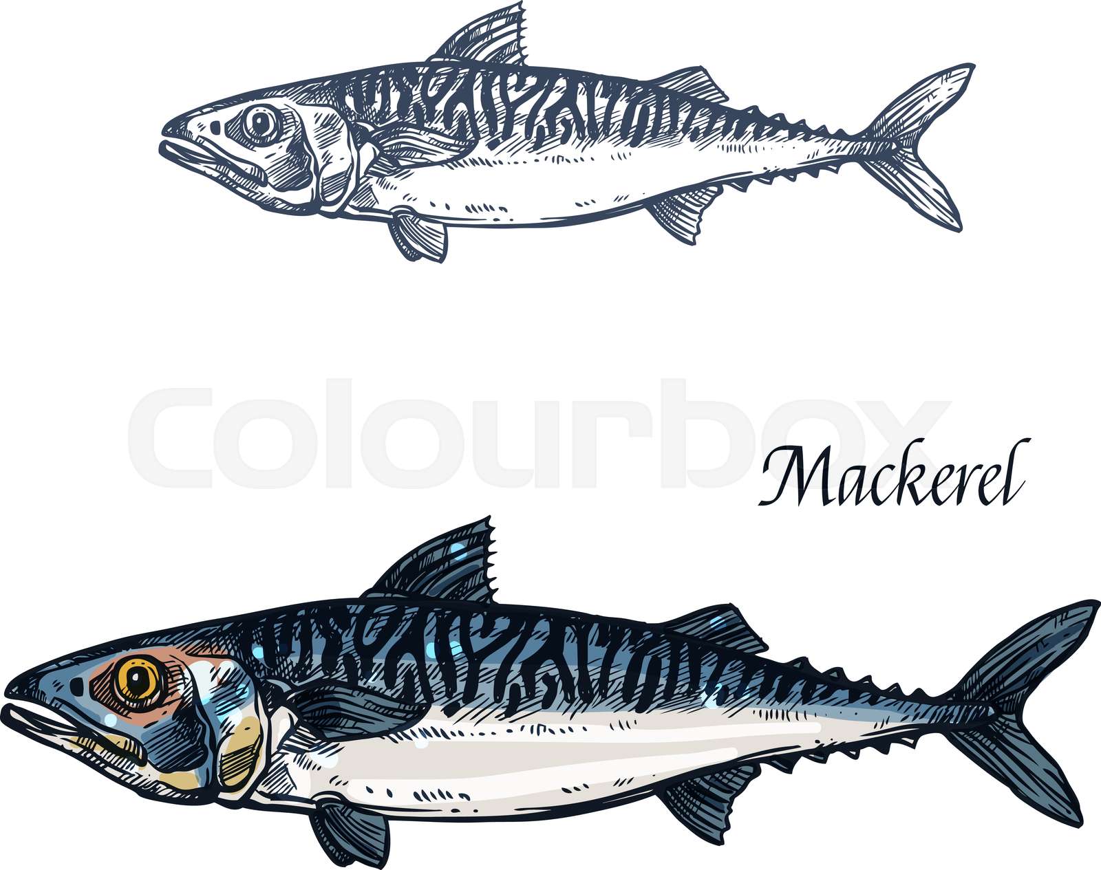Mackerel fish vector isolated sketch icon Stock vector Colourbox
