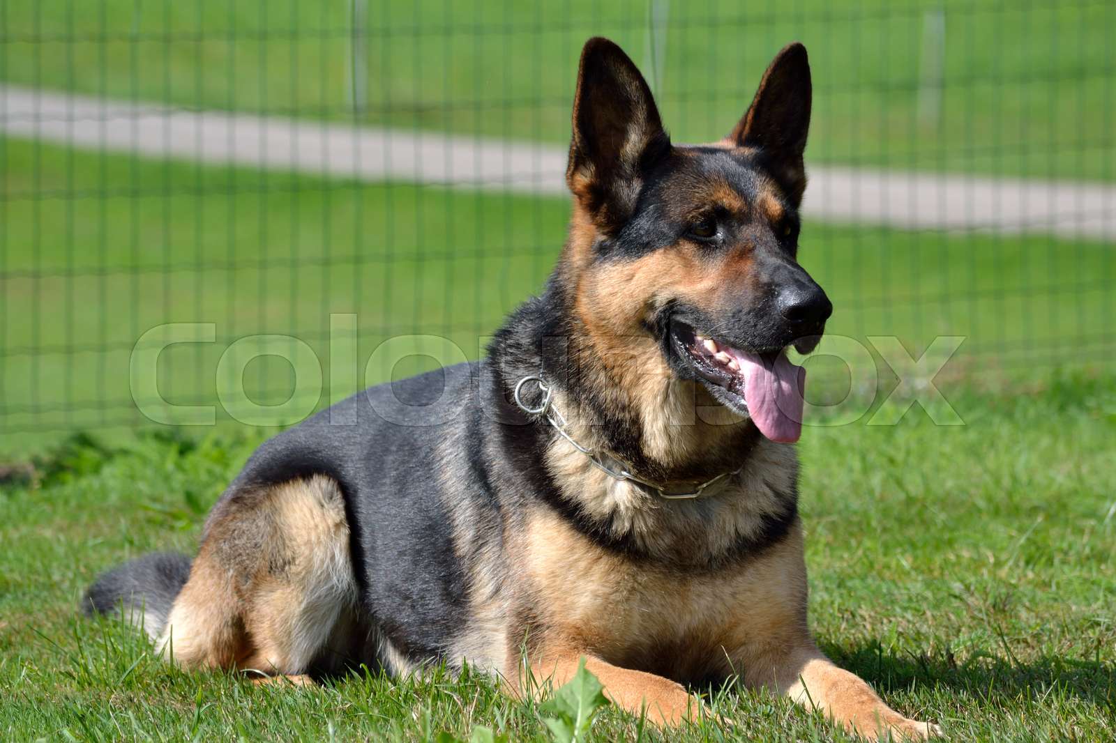 schaefer, schäfer, dog | Stock image | Colourbox