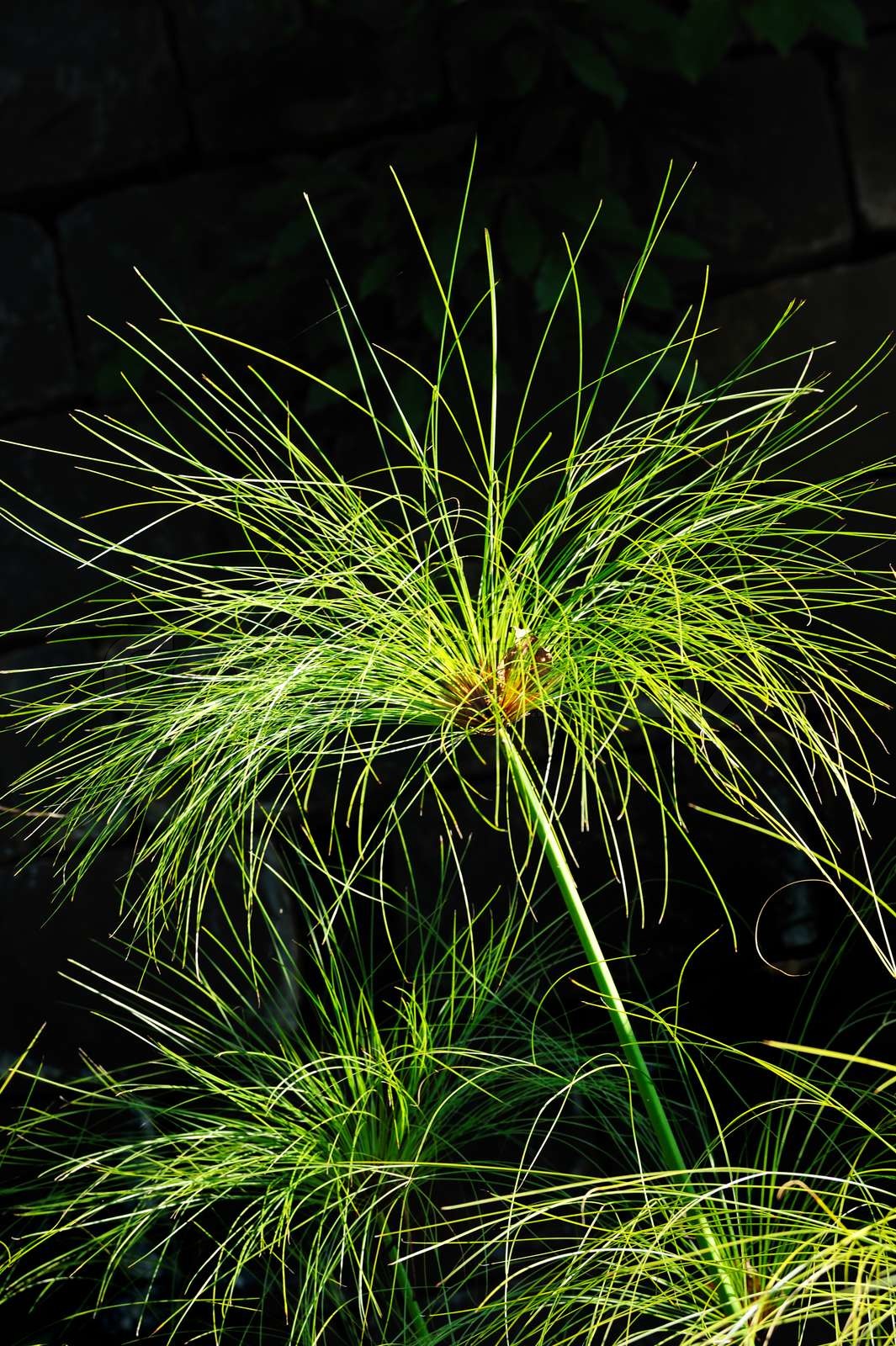 Cyperus papyrus detail Stock Bild Colourbox