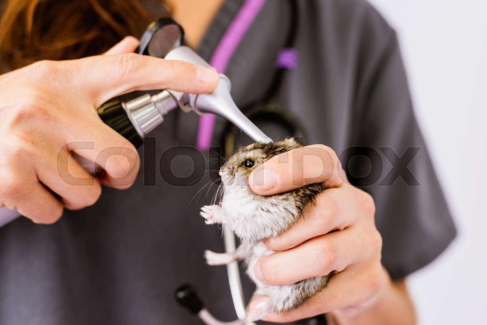 Veterinarian doctor is making a check up of a little hamster. Stock