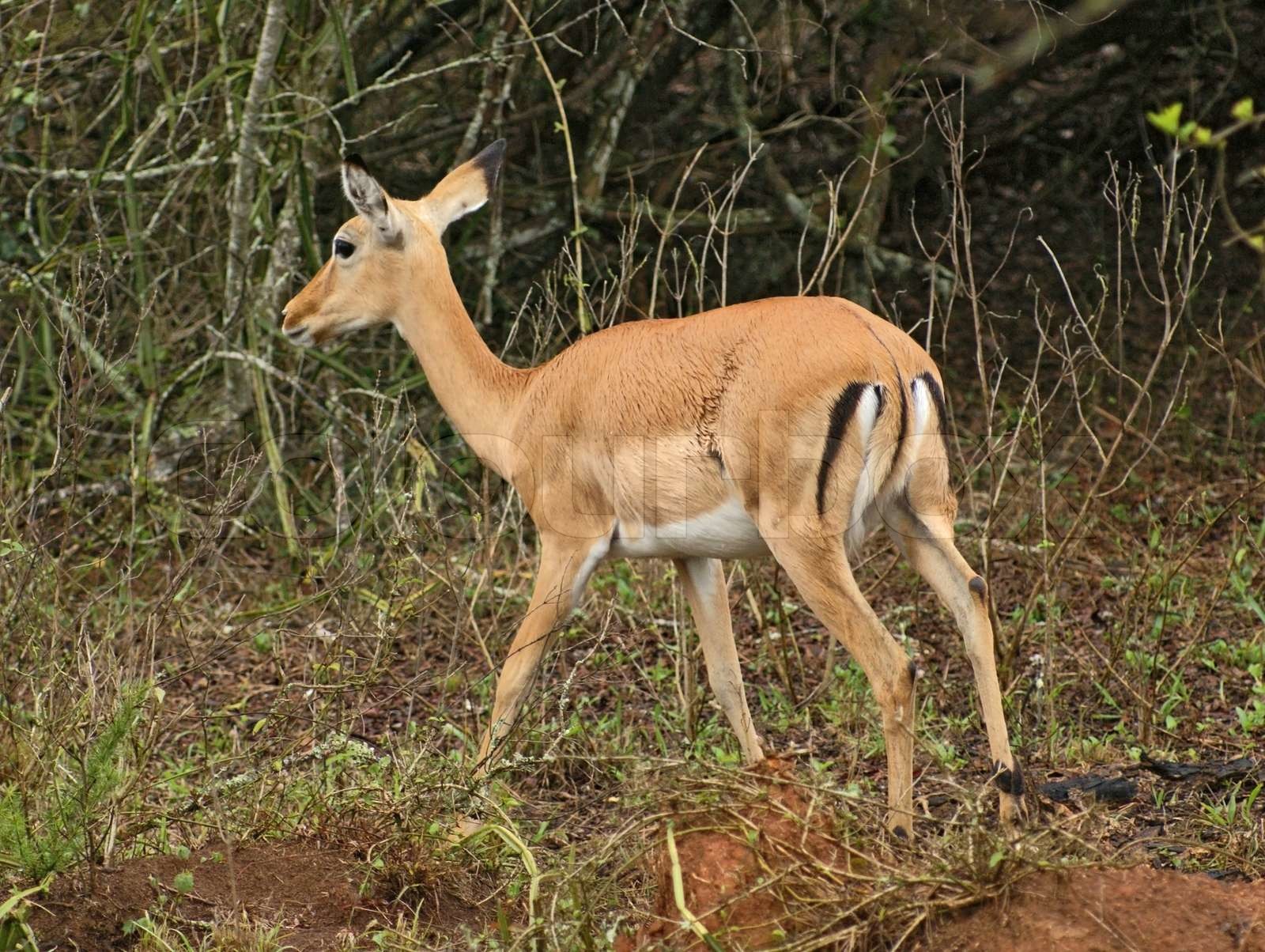 antelope Stock image Colourbox