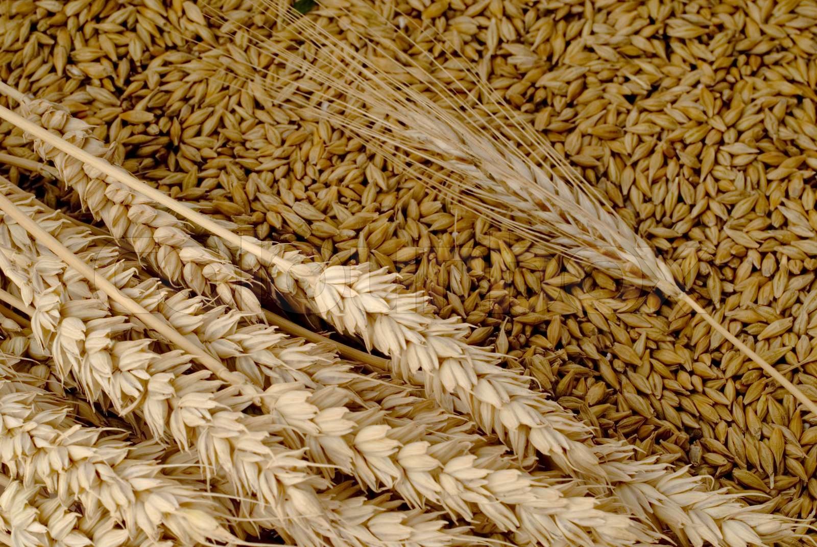Grain | Stock image | Colourbox