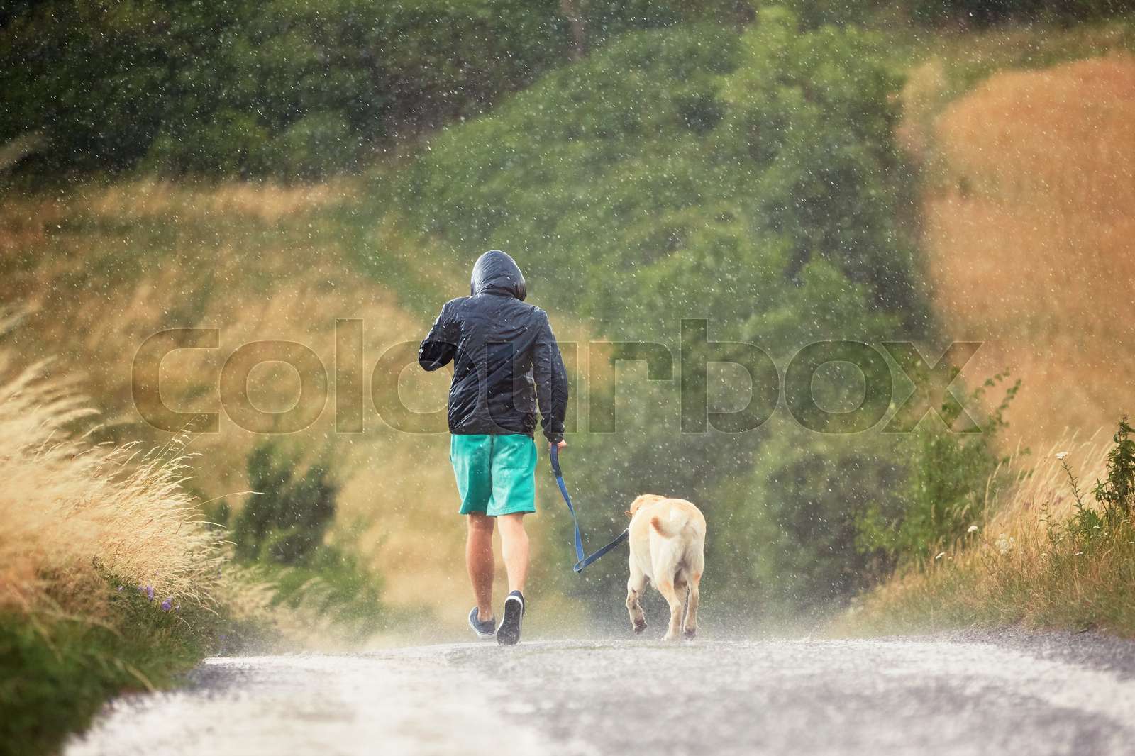 Man with dog in heavy rain | Stock image | Colourbox