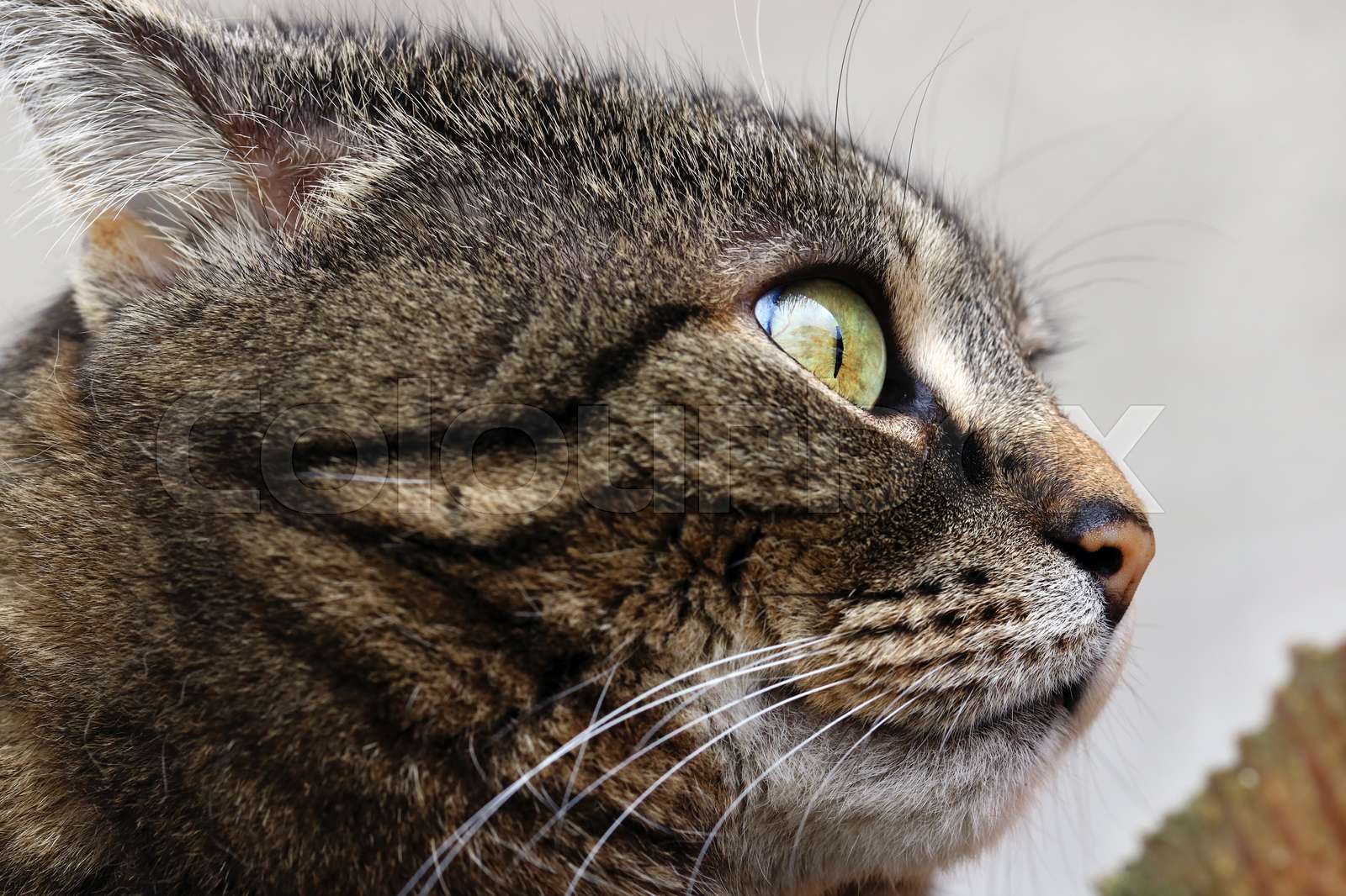 Eine Katze mit einem lustigen Blick Stock Bild Colourbox