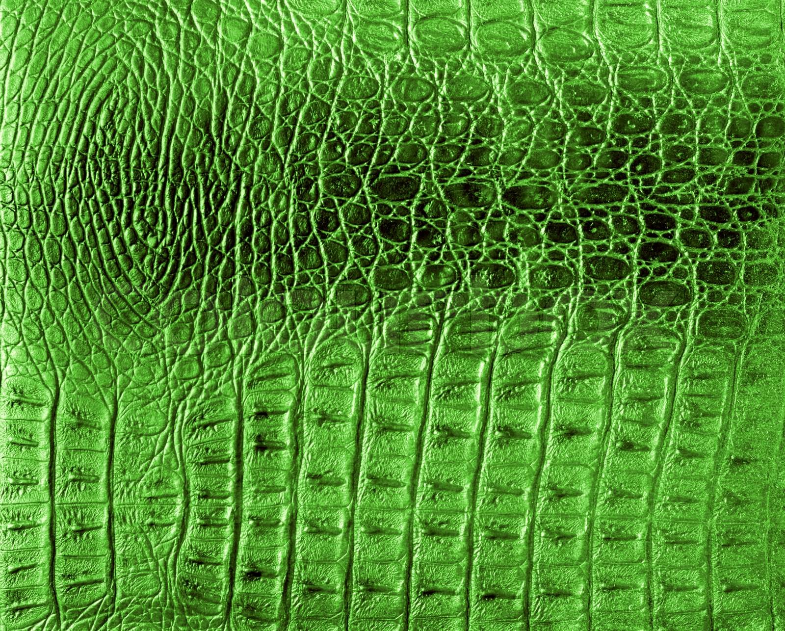 Reptile skin texture | Stock image | Colourbox