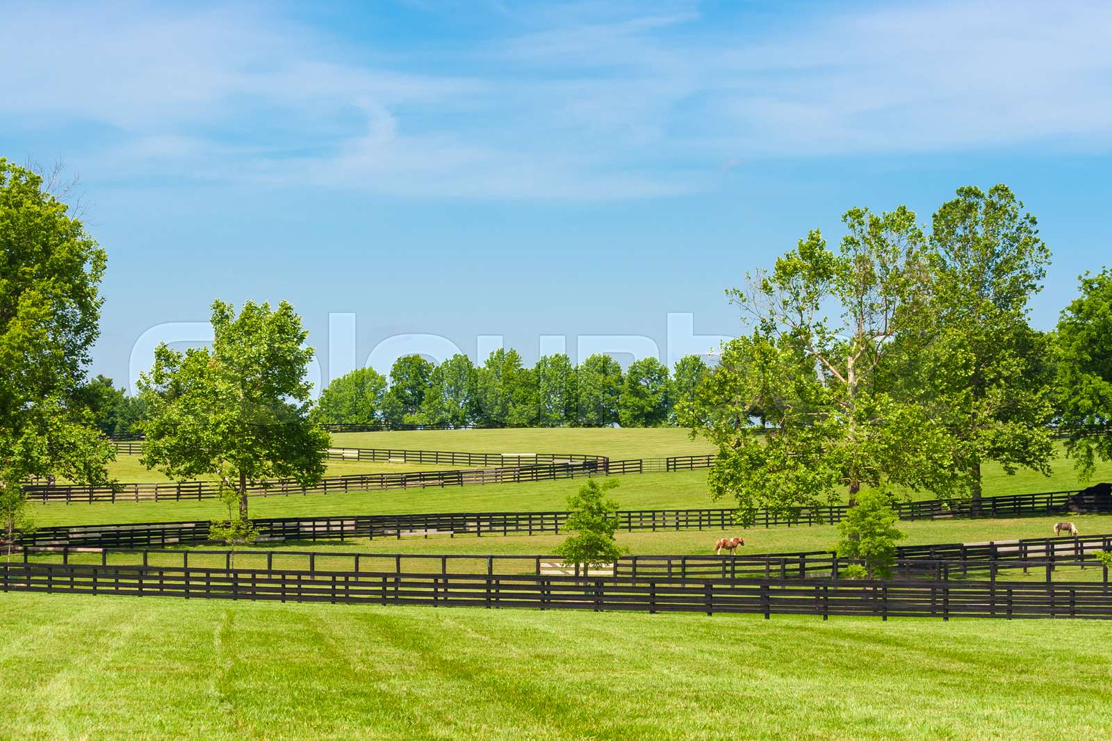 Green pastures of horse farms. Stock image Colourbox