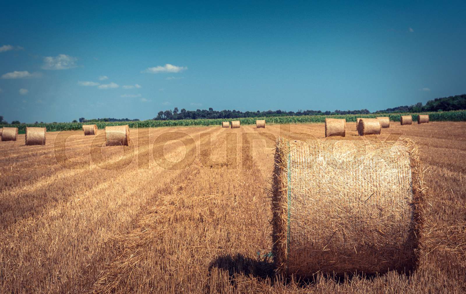 Fresh rolled hay bales Stock image Colourbox