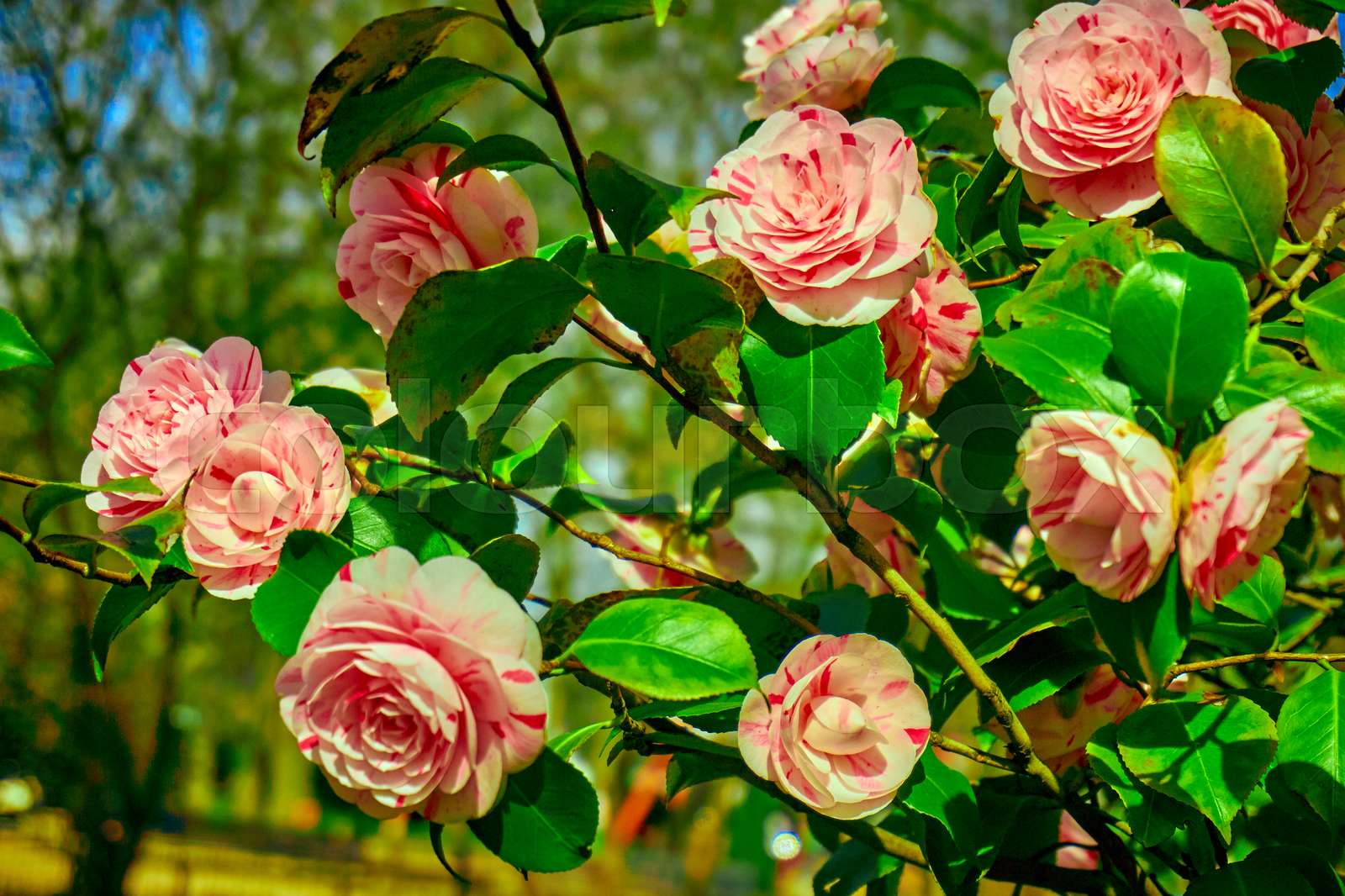 rosebush. Climbing rose tree Stock image Colourbox