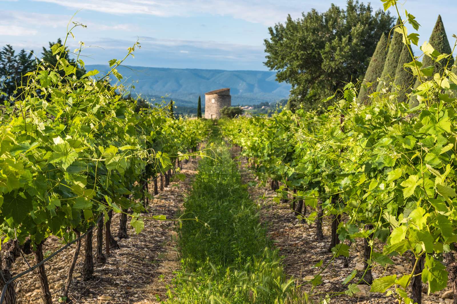 Vineyard in Provence,France Stock image Colourbox