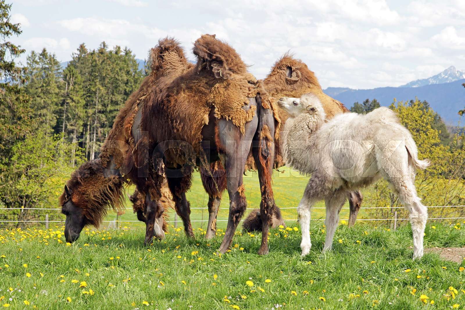 Braunes weibliches Trampeltier mit weißem Jungtier Stock Bild Colourbox