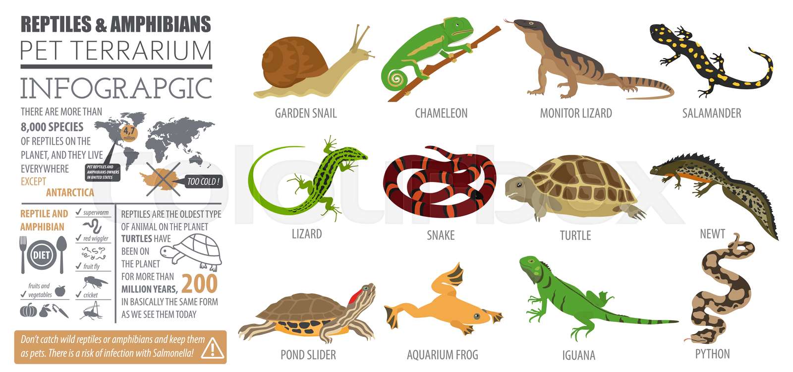 Pet reptiles and amphibians icon set flat style isolated on white